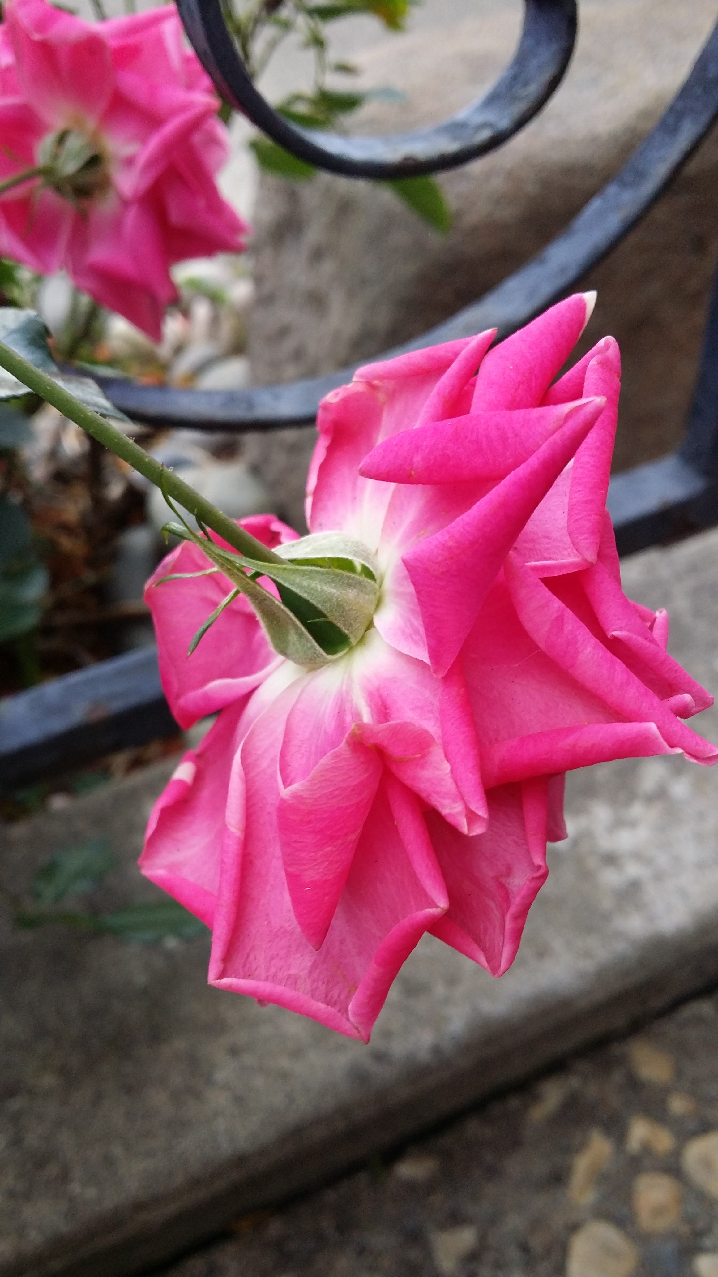 Wonderful Lovely Flower Stem free image download