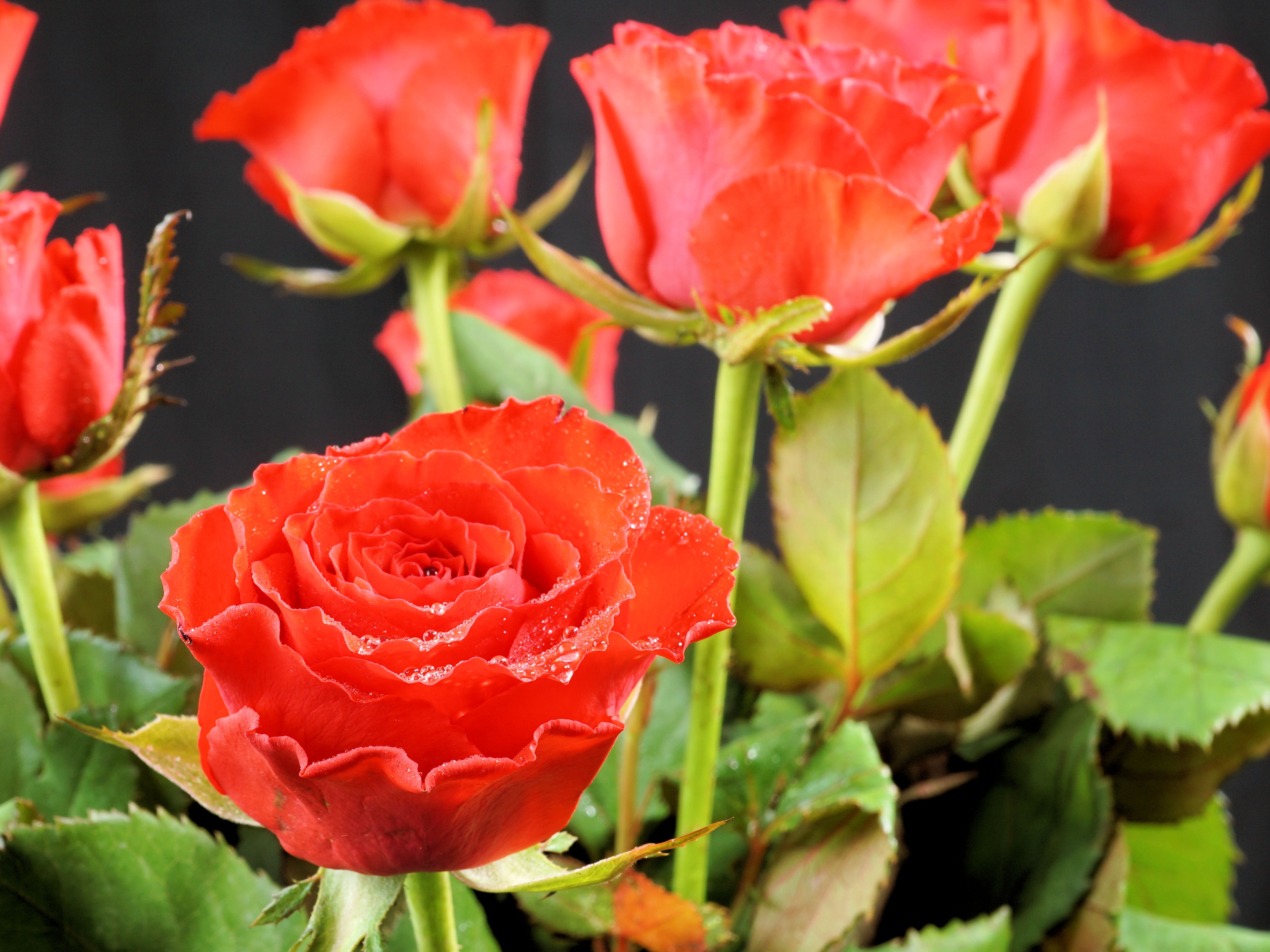 Valentine'S Day Rose Red flowers free image download