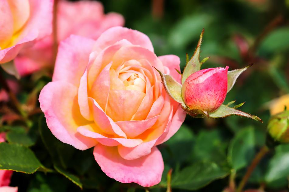 Roses, Pink and orange Flowers in garden free image download