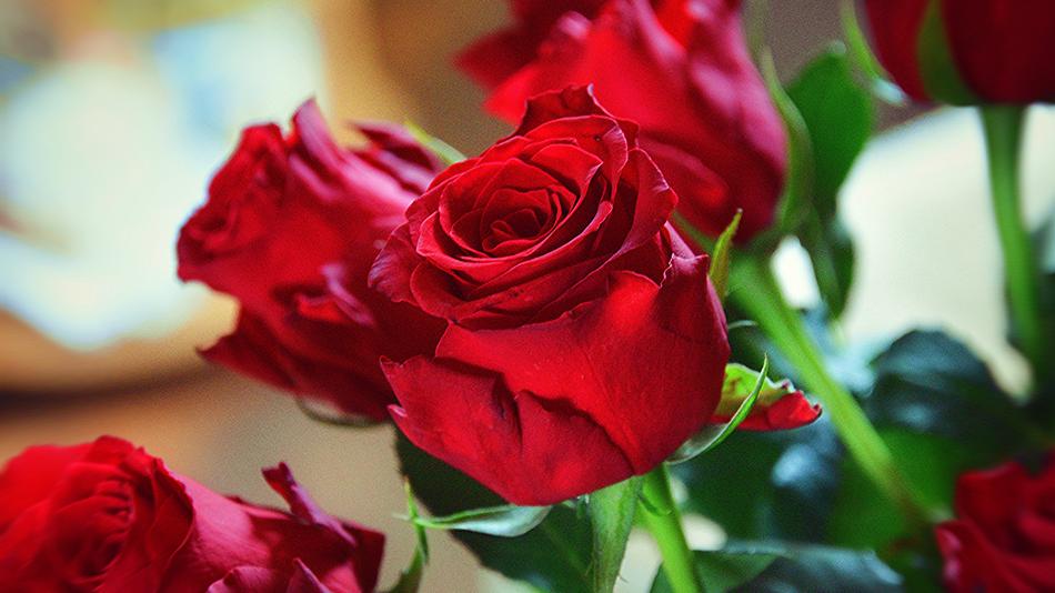 Roses Love Red free image download