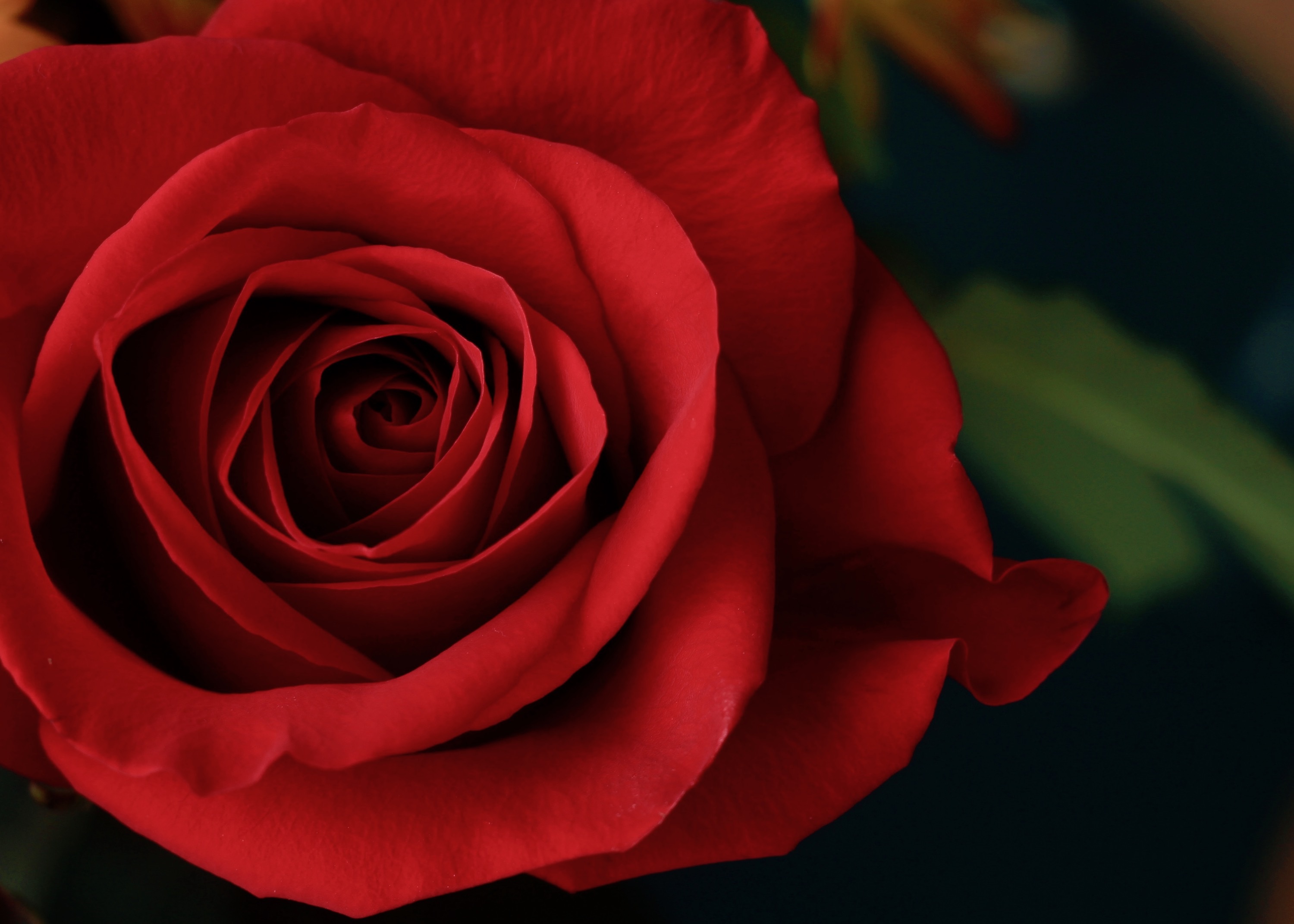 Rose Red green leaf free image download