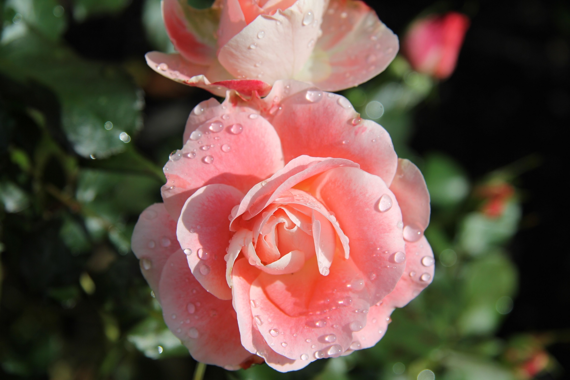 Roses Pink Flowers and water drops free image download