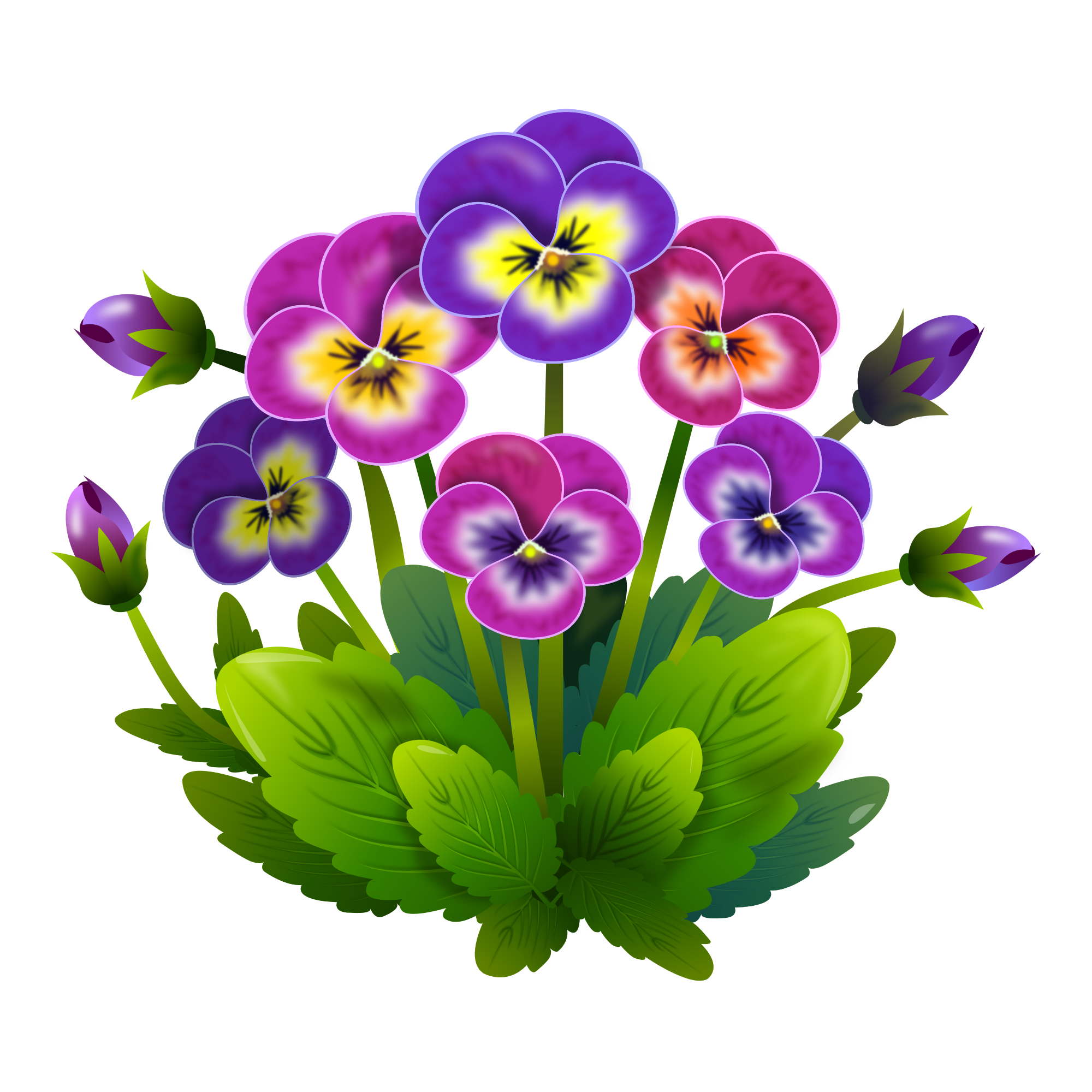 Purple and blue violets on a white background free image download