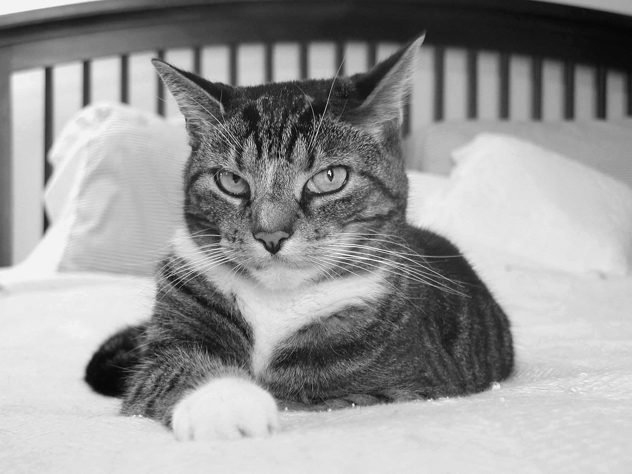 Cat In Bed, black and white free image download