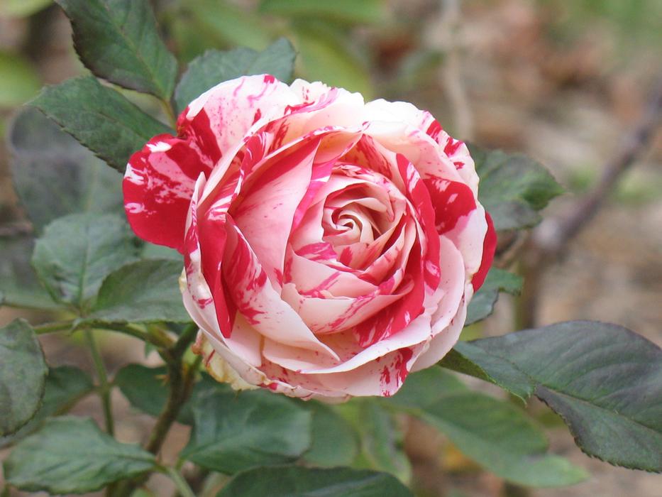 Rose Flower Petal pink white free image download