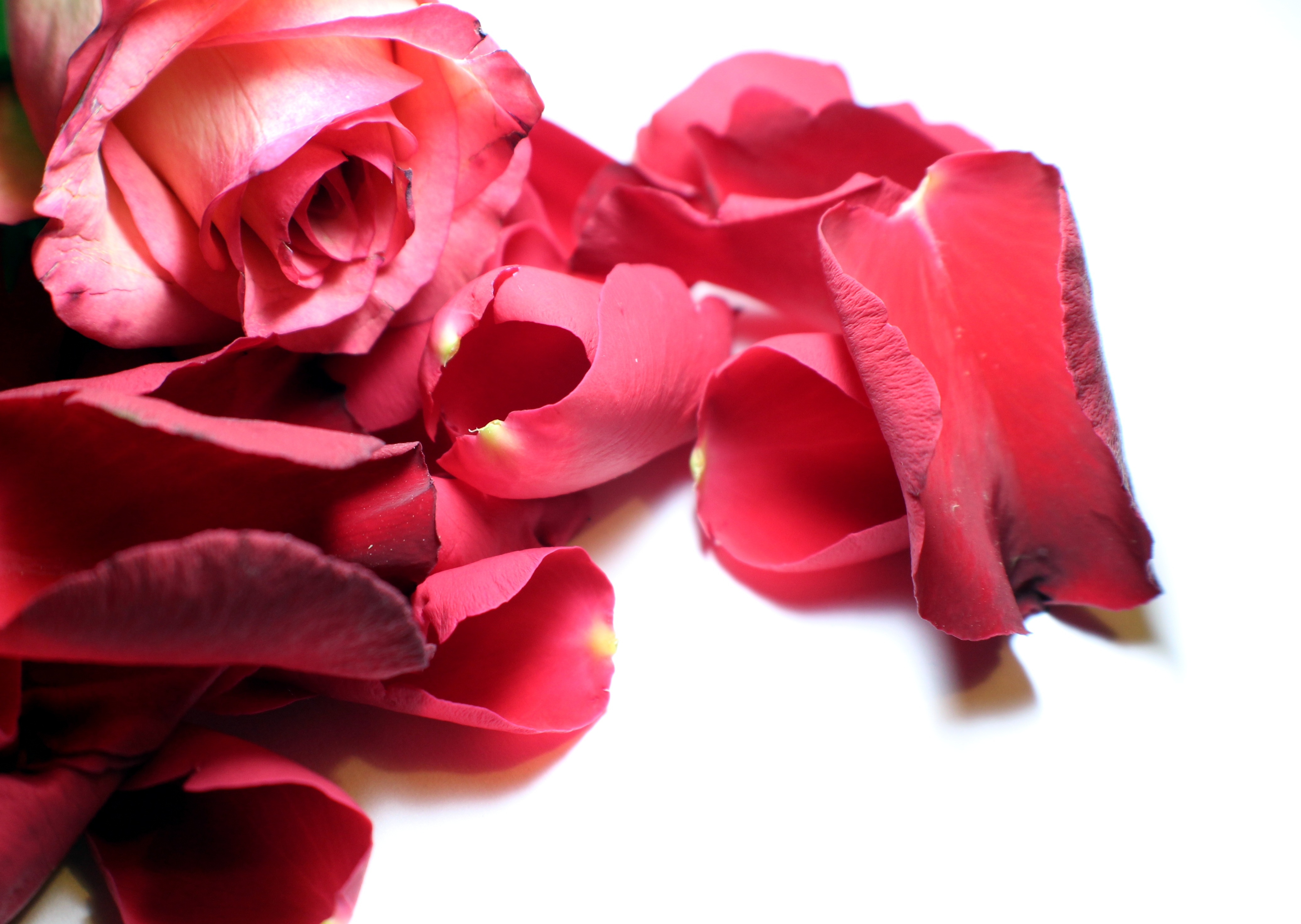 Rose Petals Loose Bloom free image download