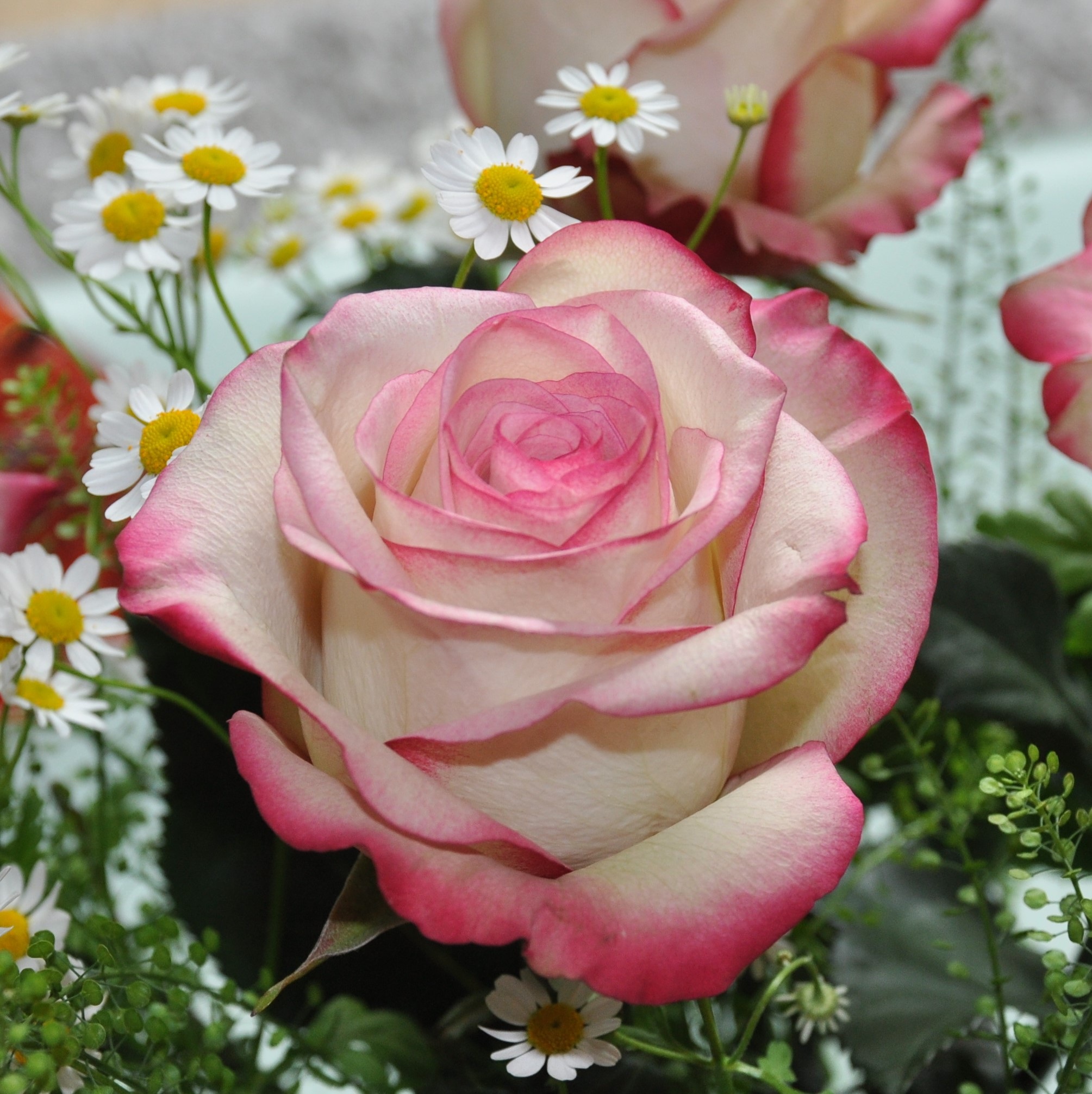 Pink and white Rose Flowers bouquet free image download