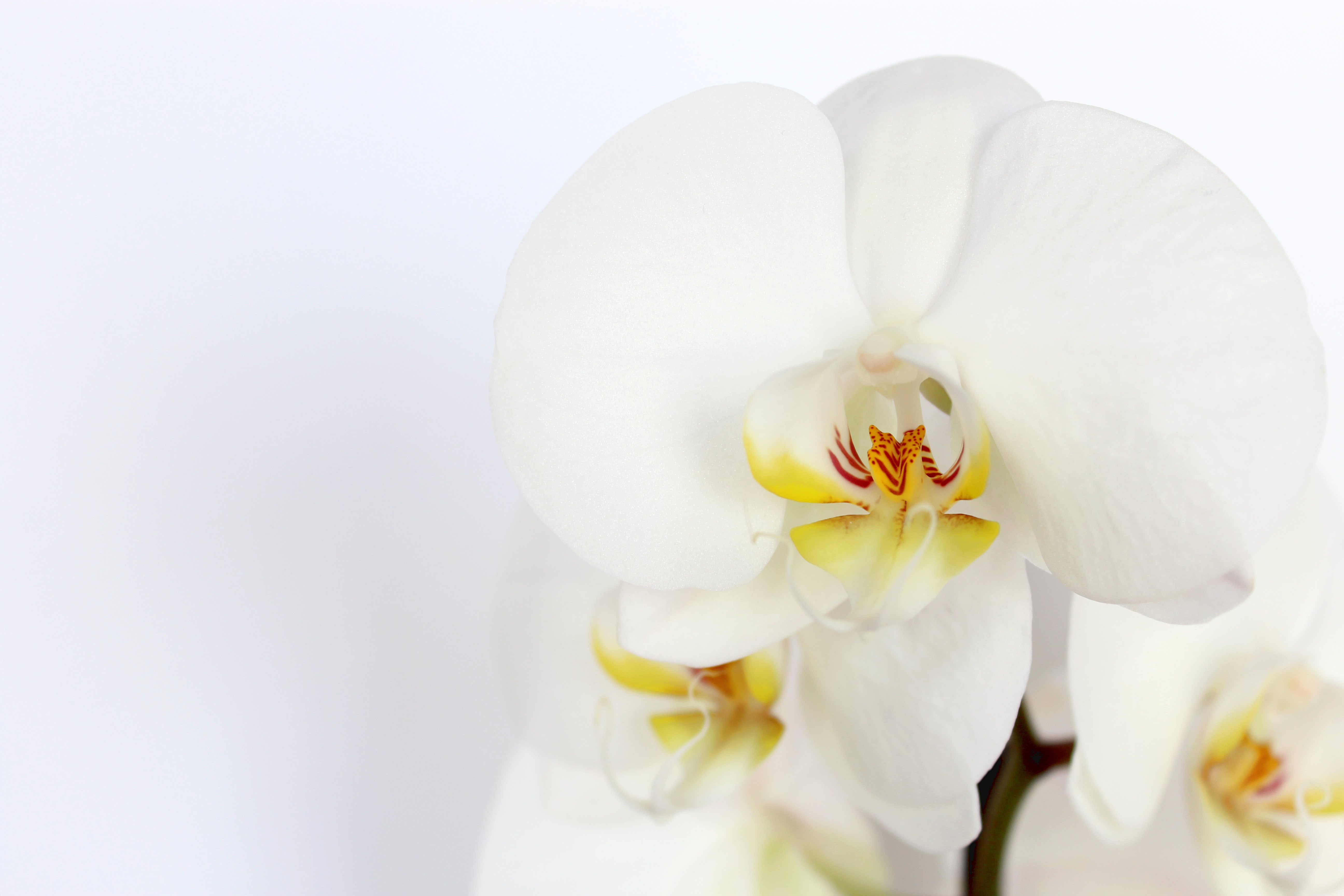 White orchid with yellow center free image download