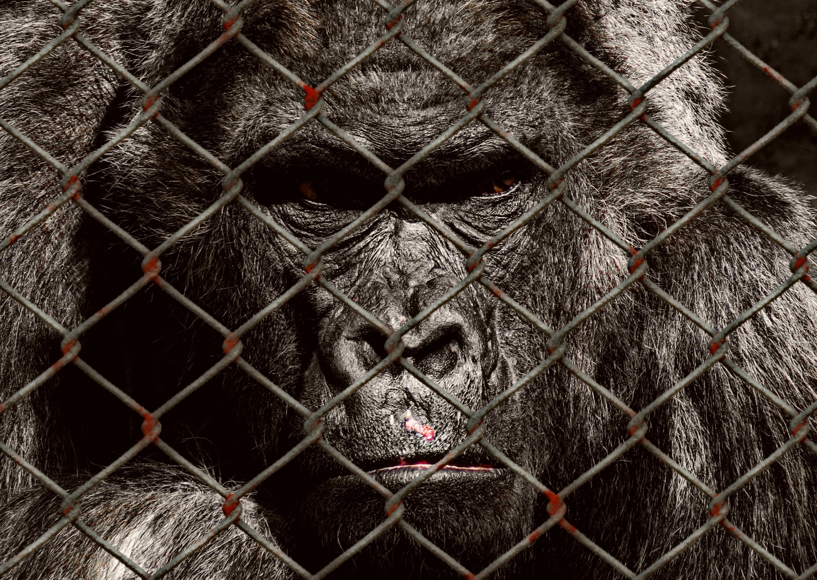 Picture of gorilla in cage free image download