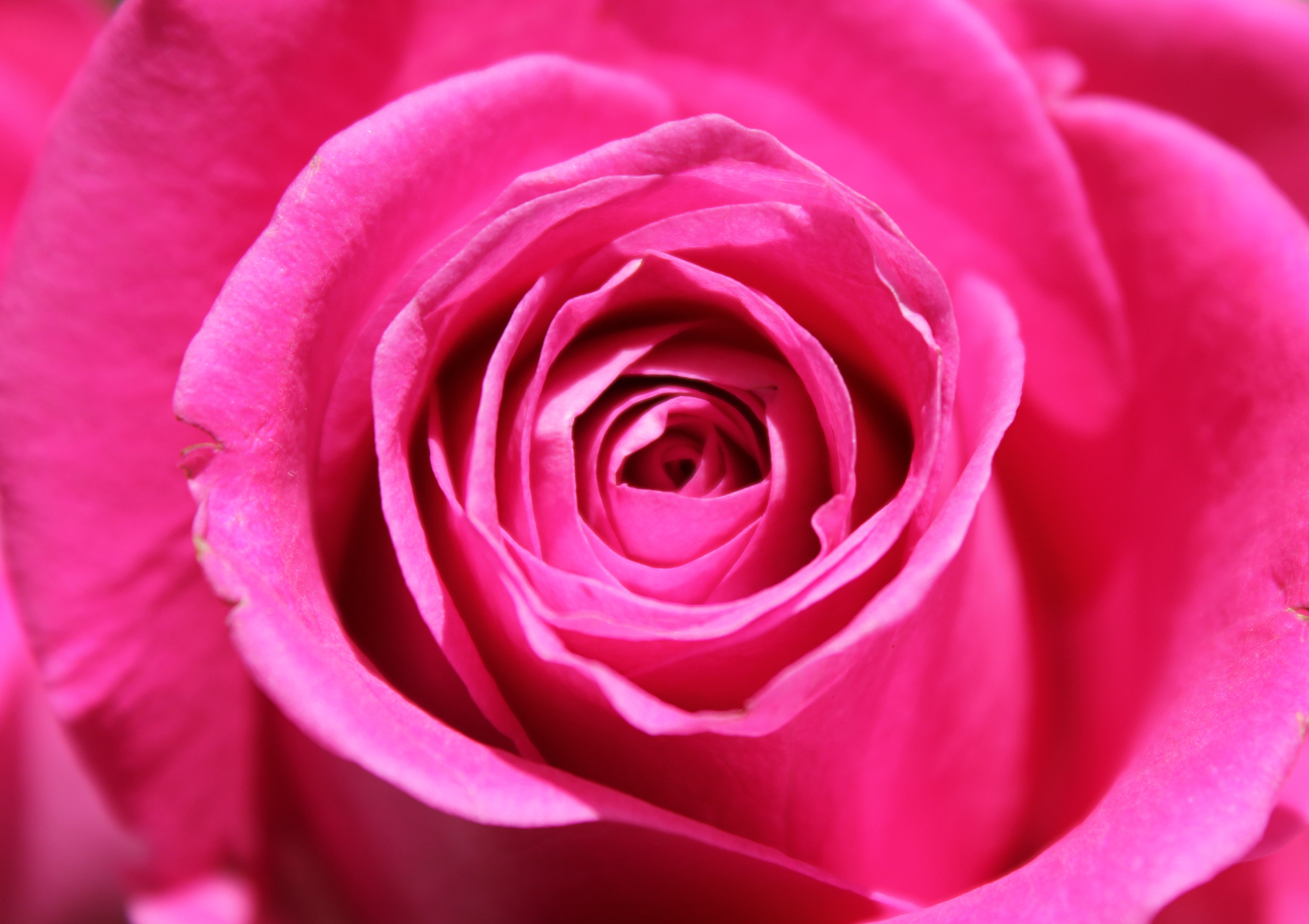 Pink Rose Flower free image download