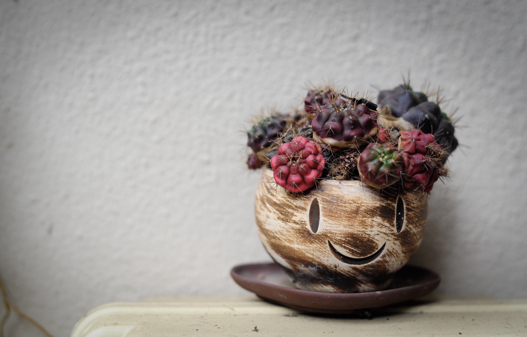 Smile Happy Plants free image download