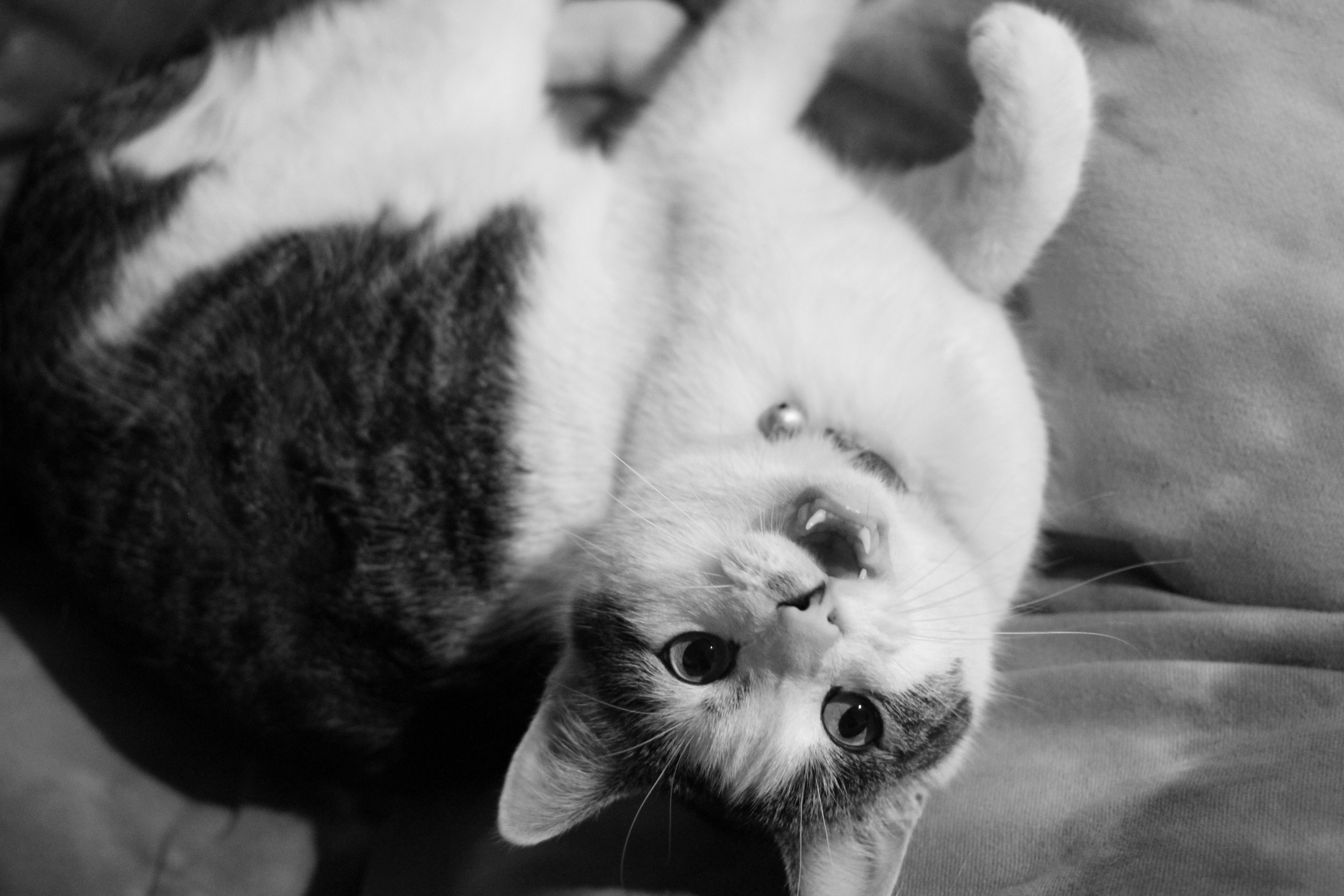 Cat Domestic Shorthair free image download