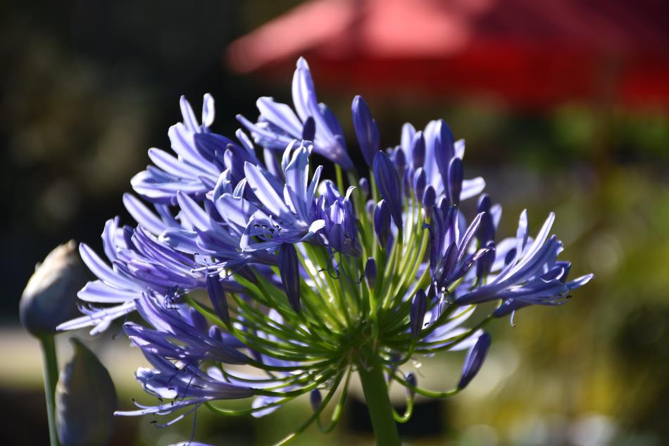 Agapanthus, inflorescence with Purple flowers close up free image download