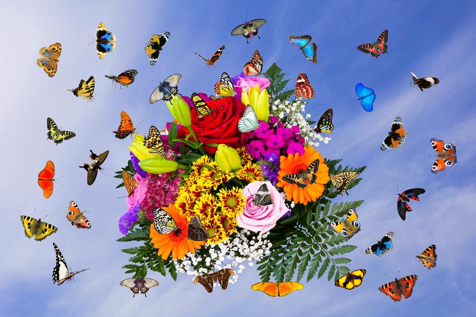 Emotions Flowers Butterflies free image download