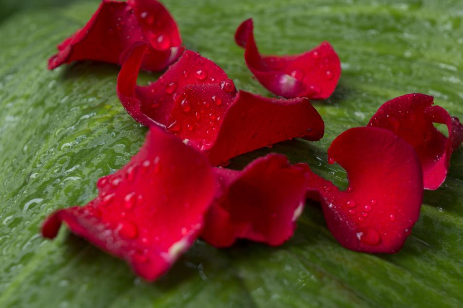 Emotion Roses Red Rose free image download