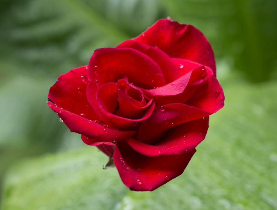 Emotion Roses Red Rose free image download