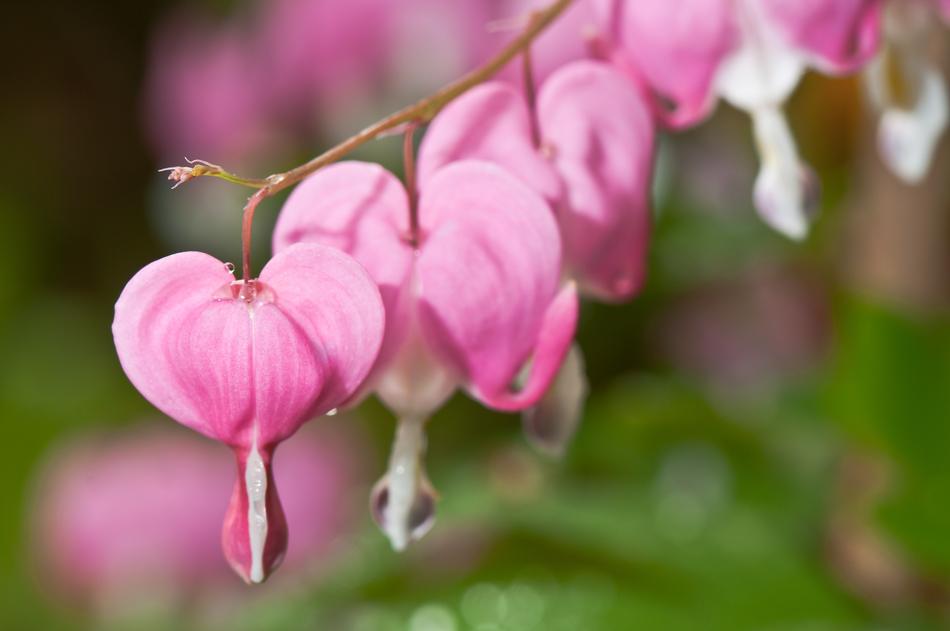 Bleeding Heart Flower Plant free image download