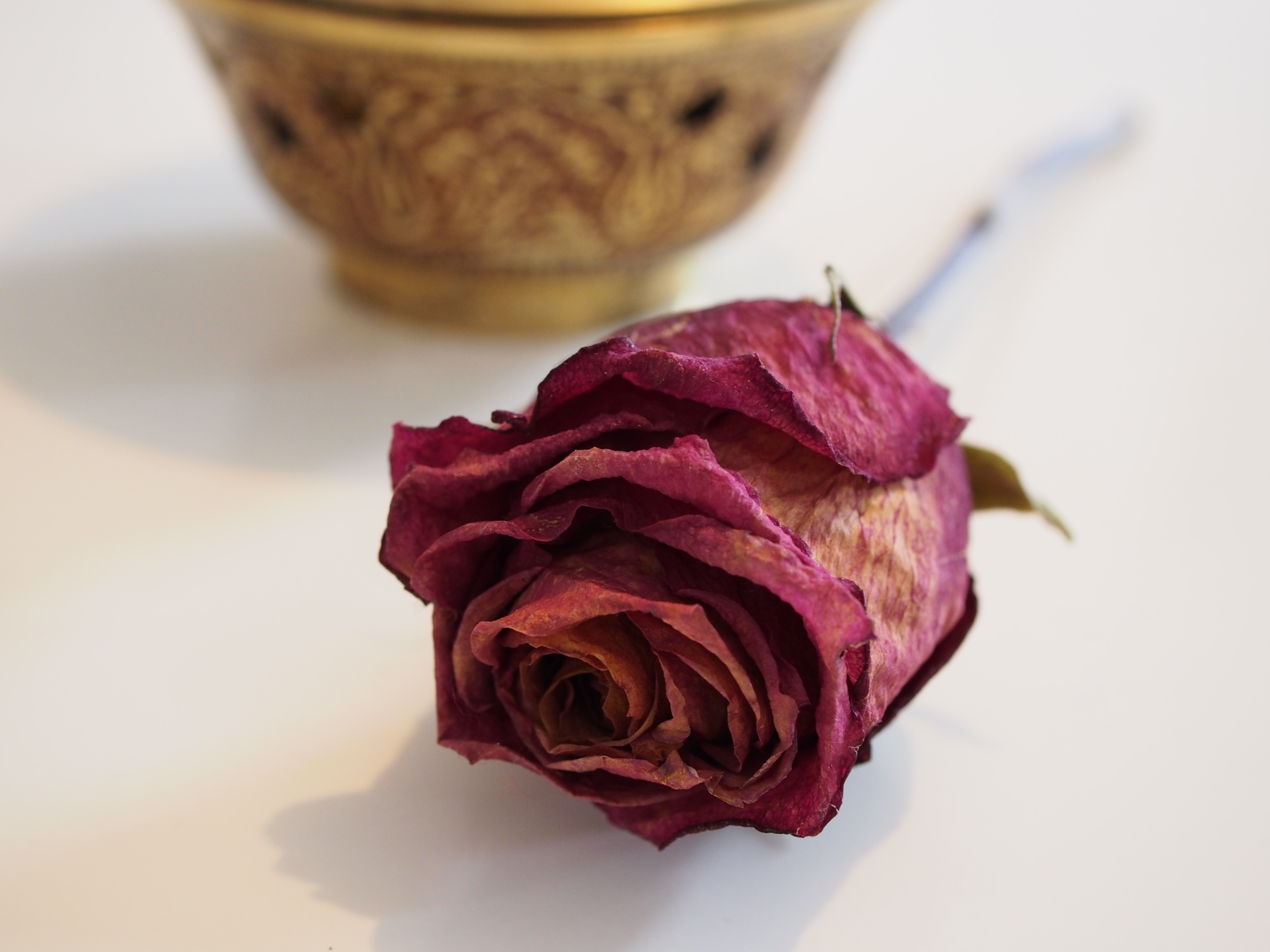 Rose Dried Red free image download