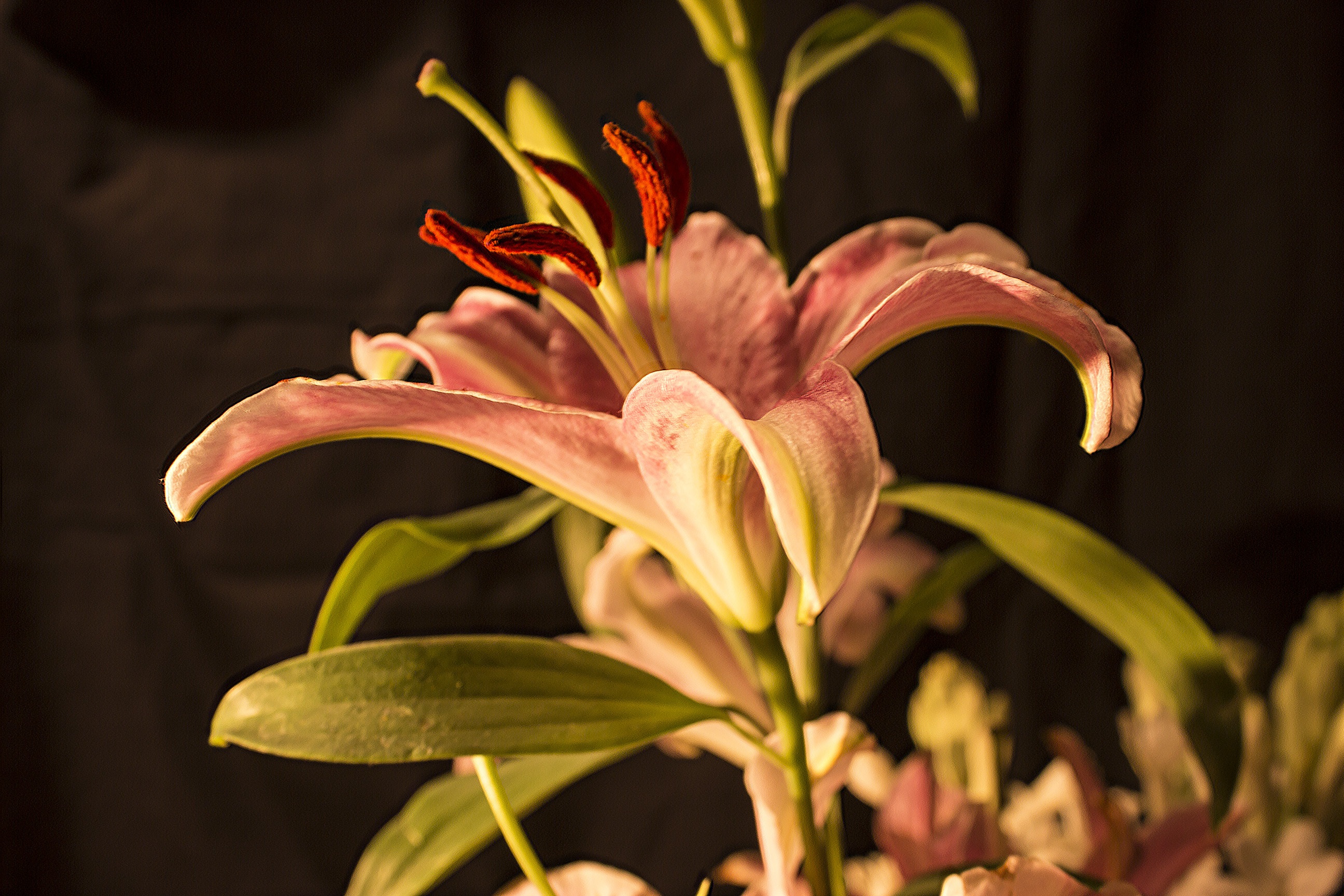 Lily Flower Love free image download