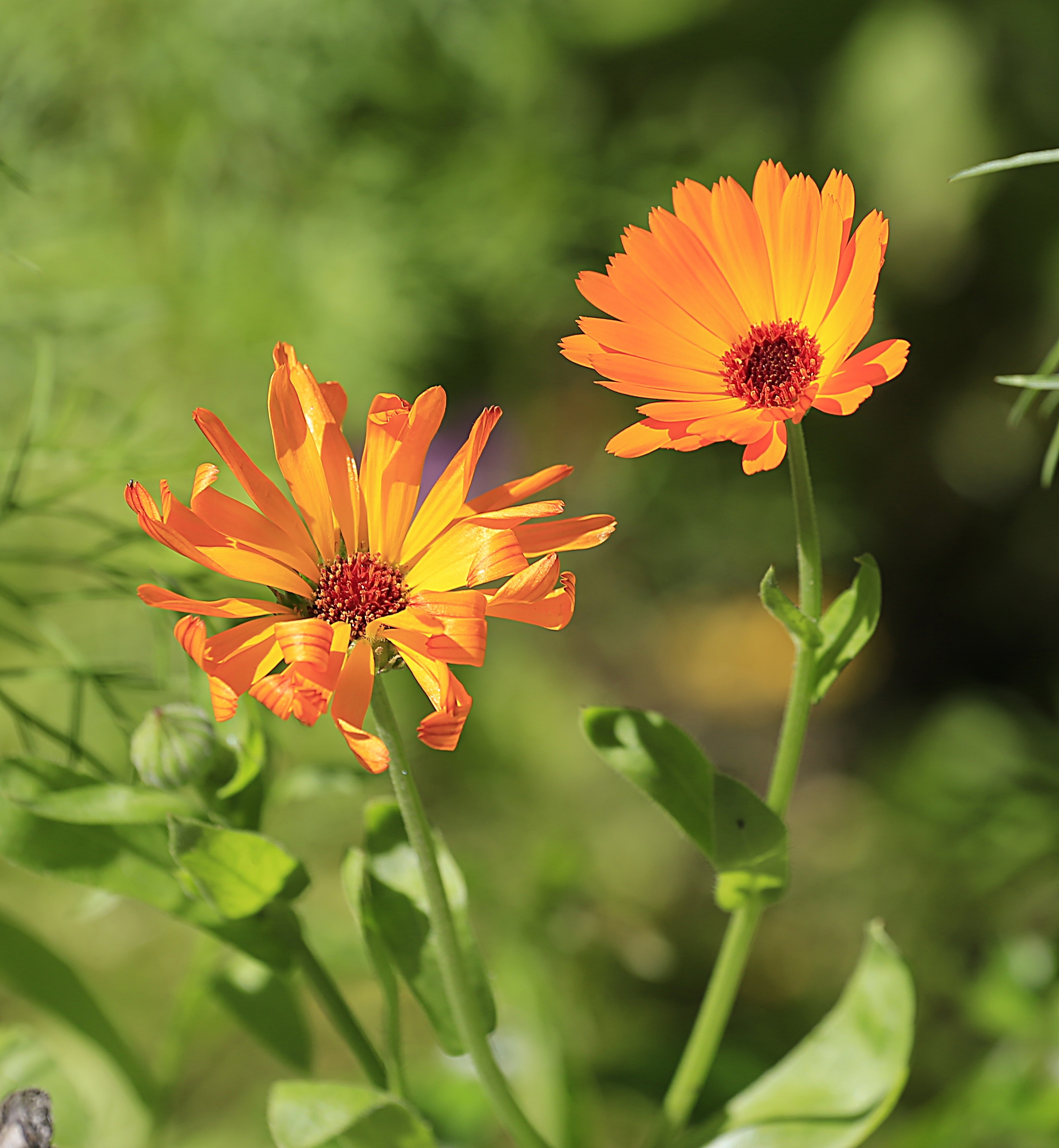 Calendula Flower Summer free image download