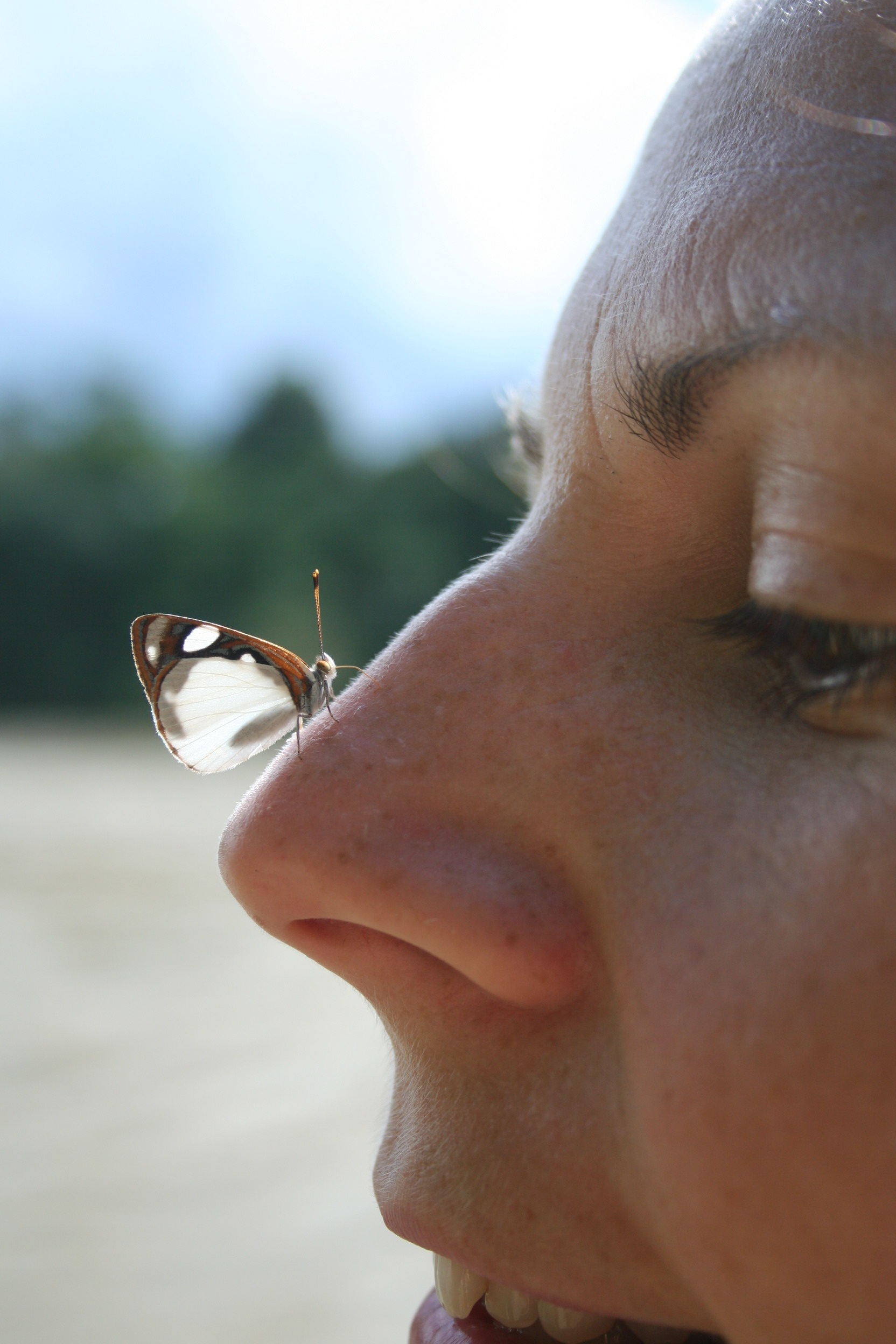 Butterfly Nose Nature free image download