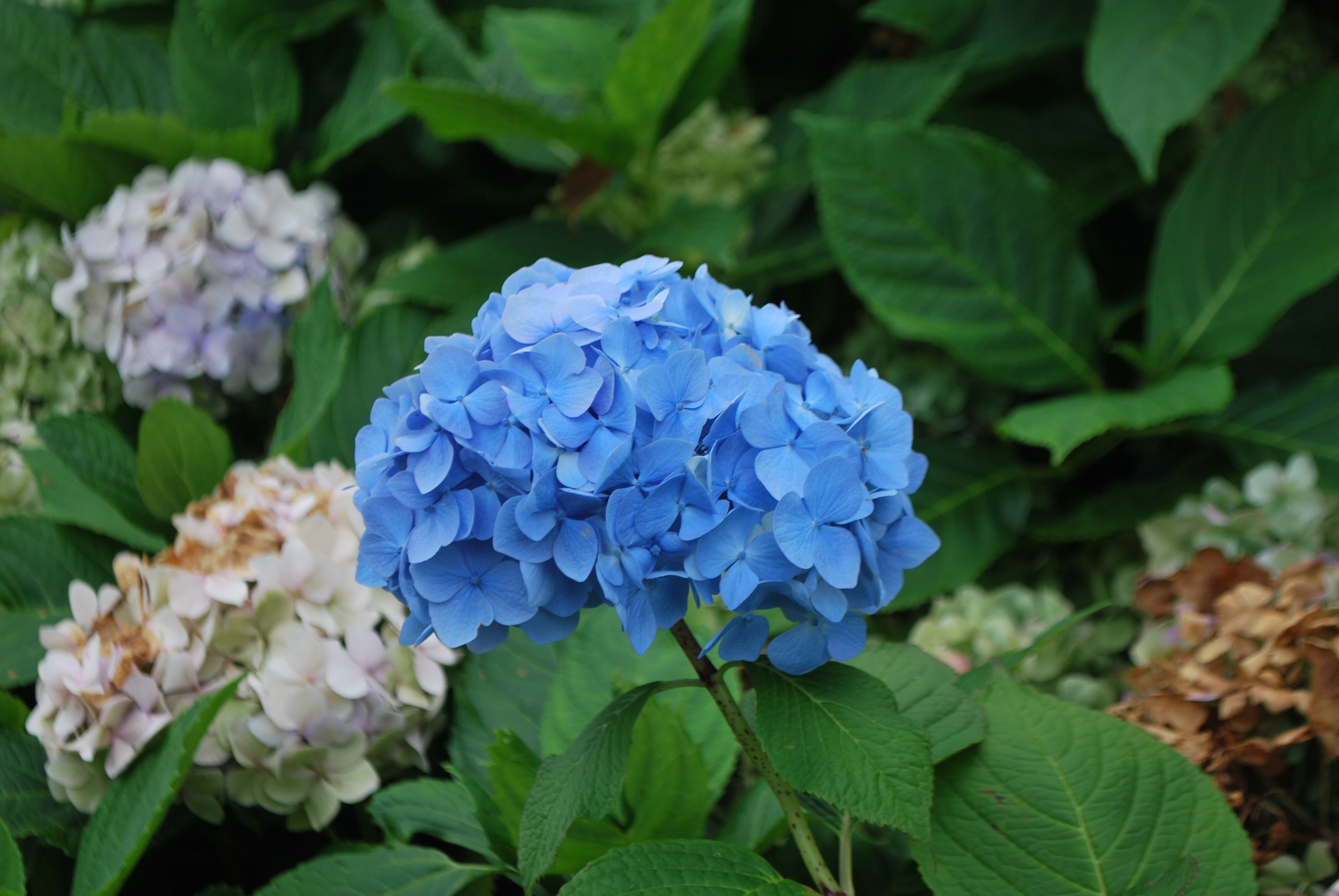 Plant Plants Flower free image download