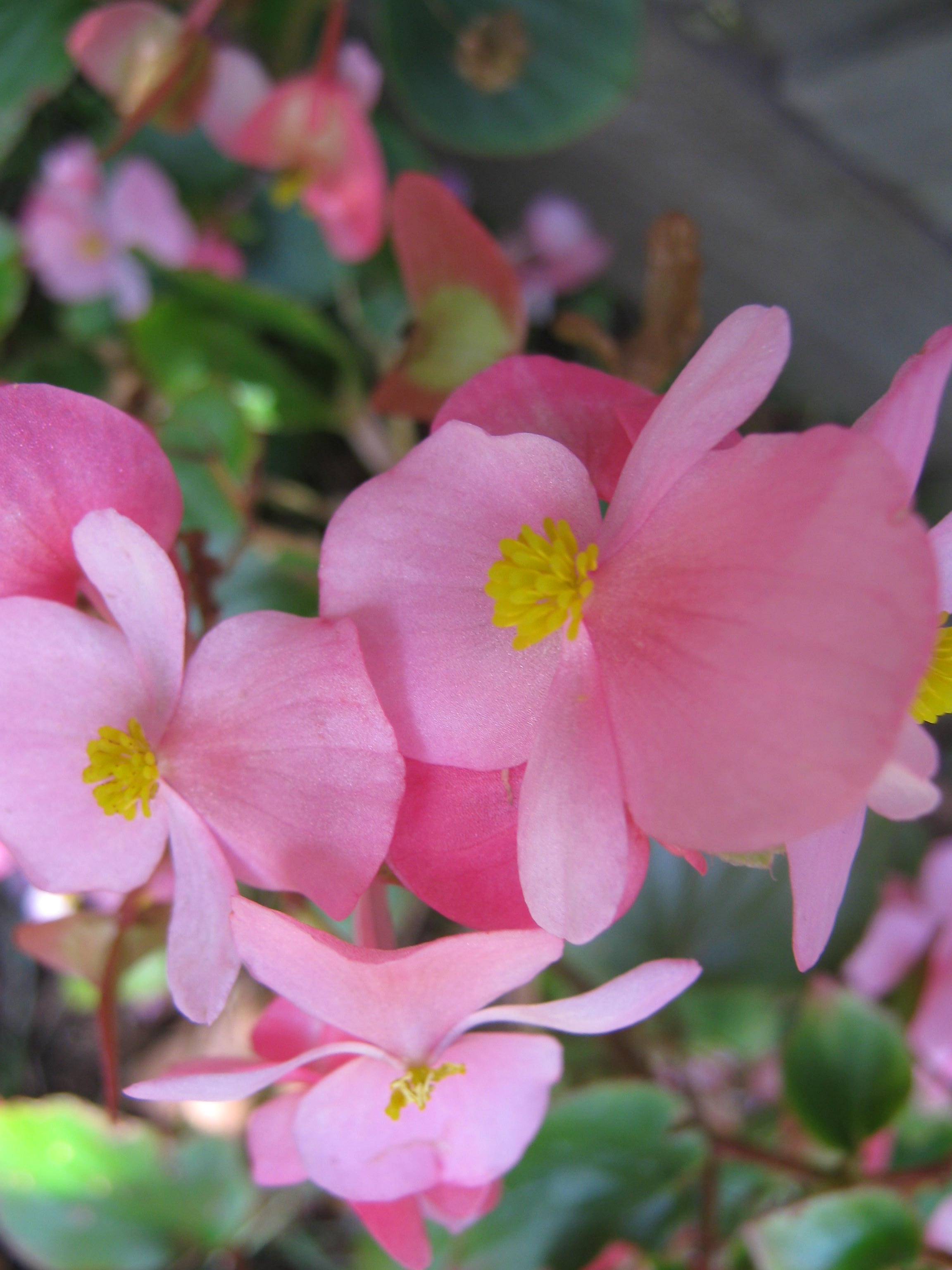 Begonia Flower Floral free image download