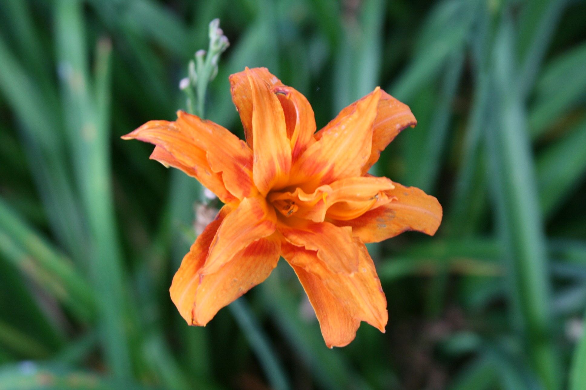 Flower Orange Lily in garden free image download
