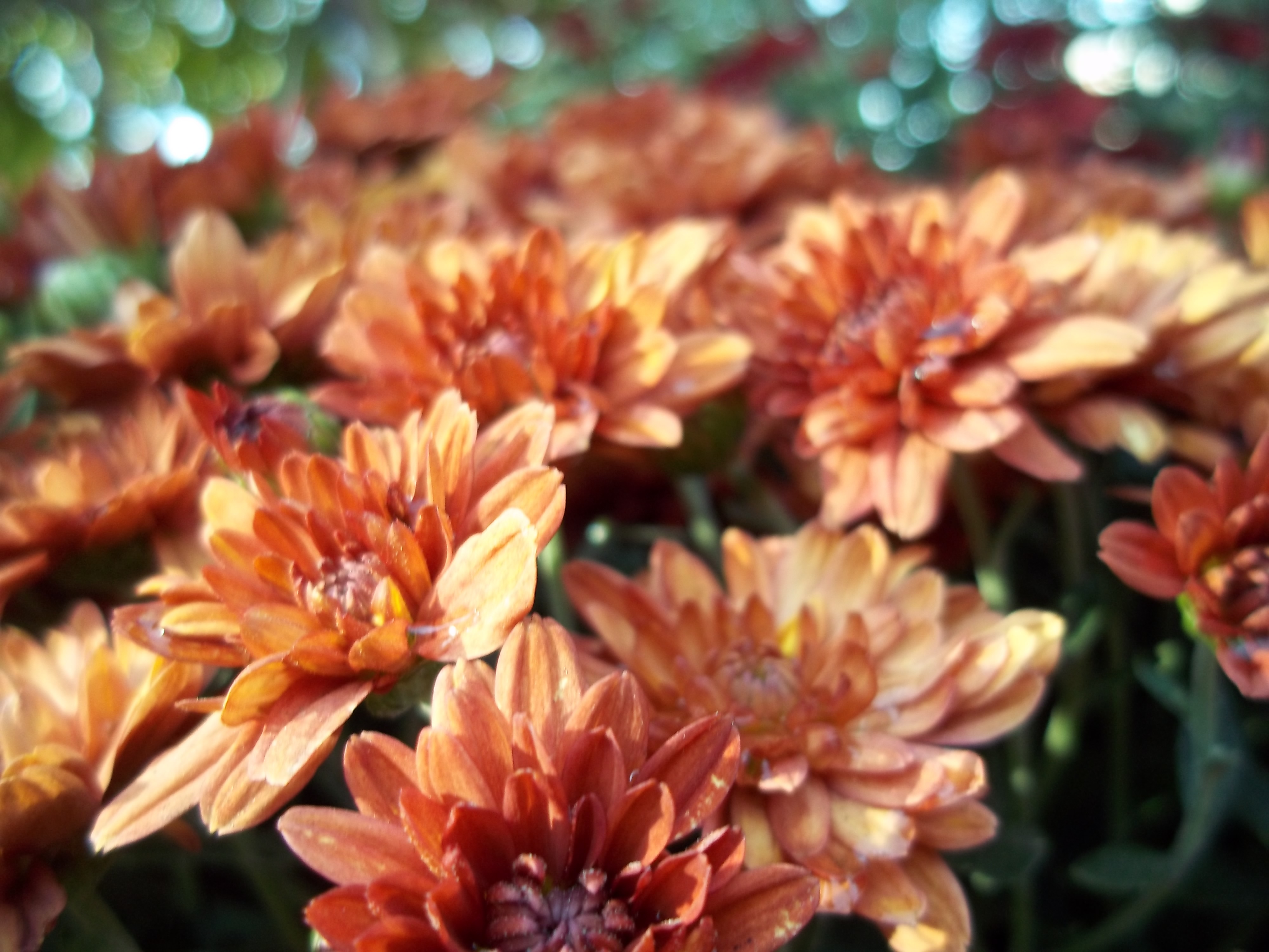 Flower Orange Summer free image download