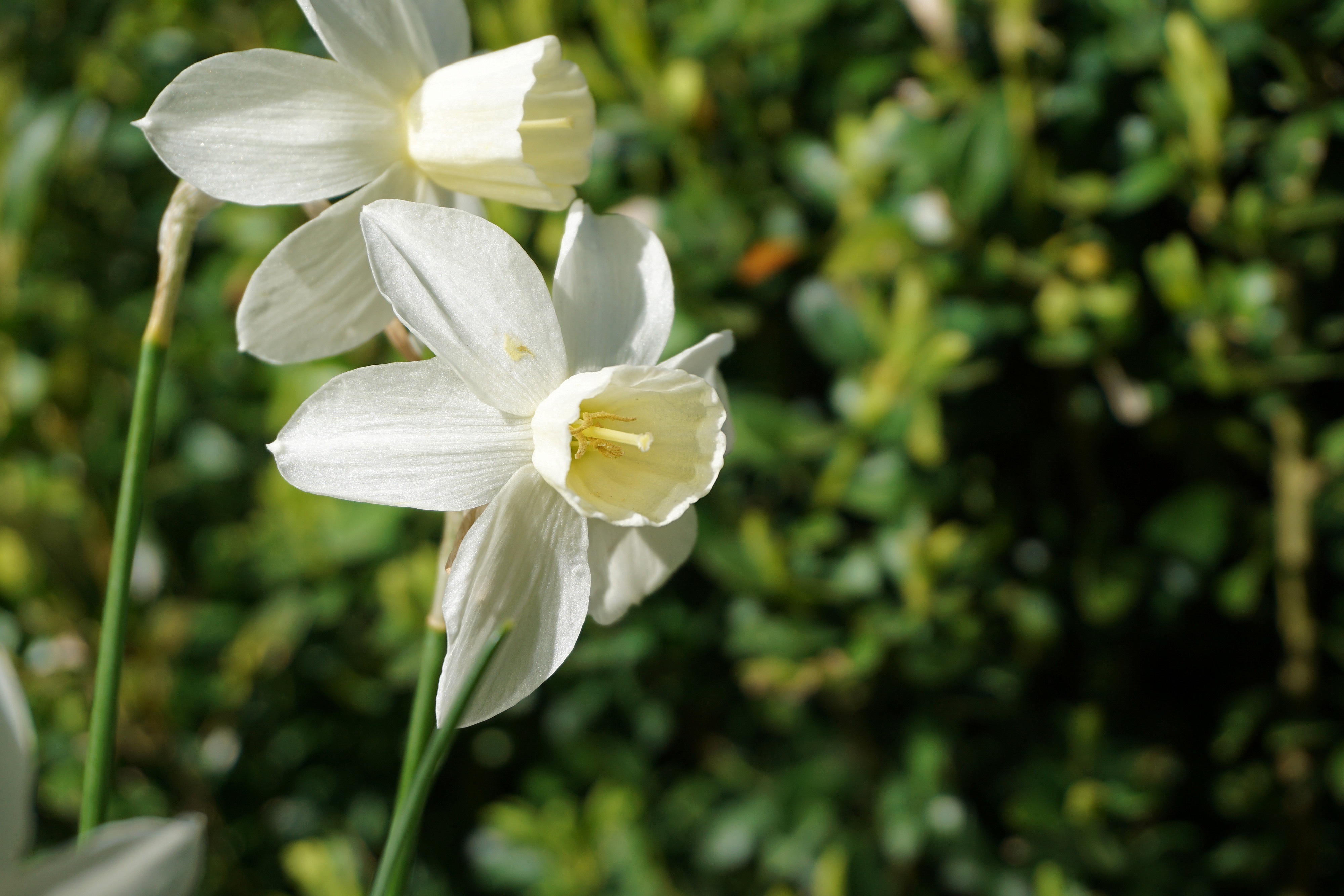 Narcissus Flowers free image download