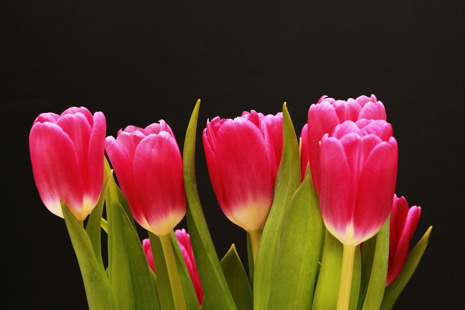 Tulips Red Pink free image download