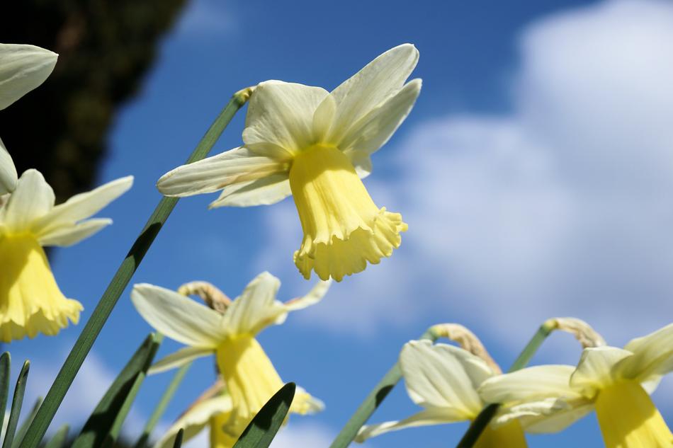 Narcissus Flowers free image download