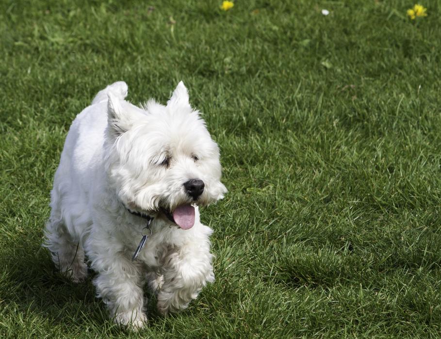 West Highland White Terrier Dog free image download