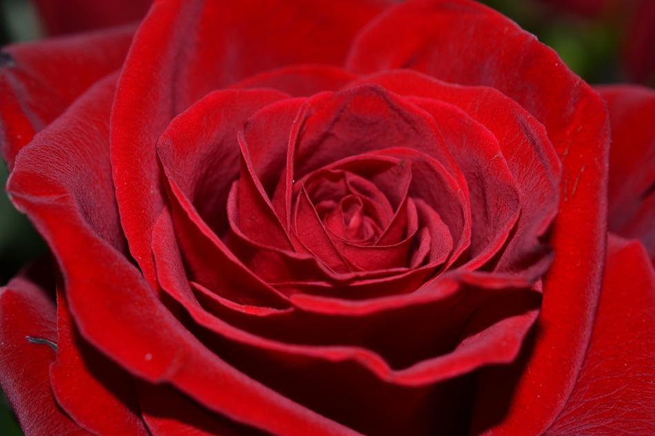 Flower red rose love beautiful free image download