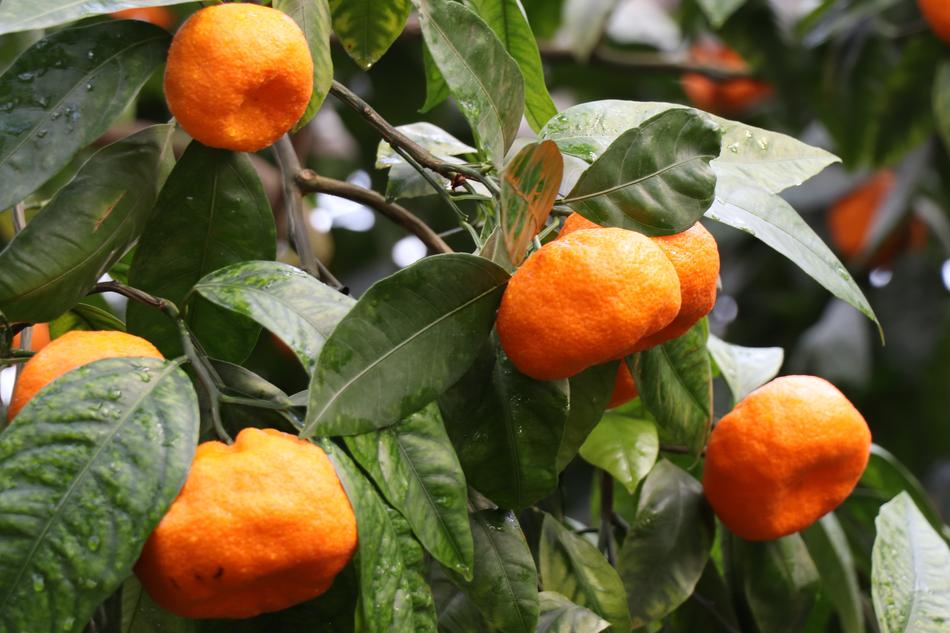 Mandarins Tangerine free image download