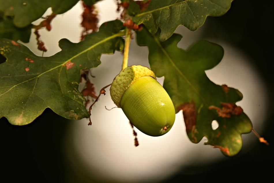 Green Acorn Nut Oak free image download