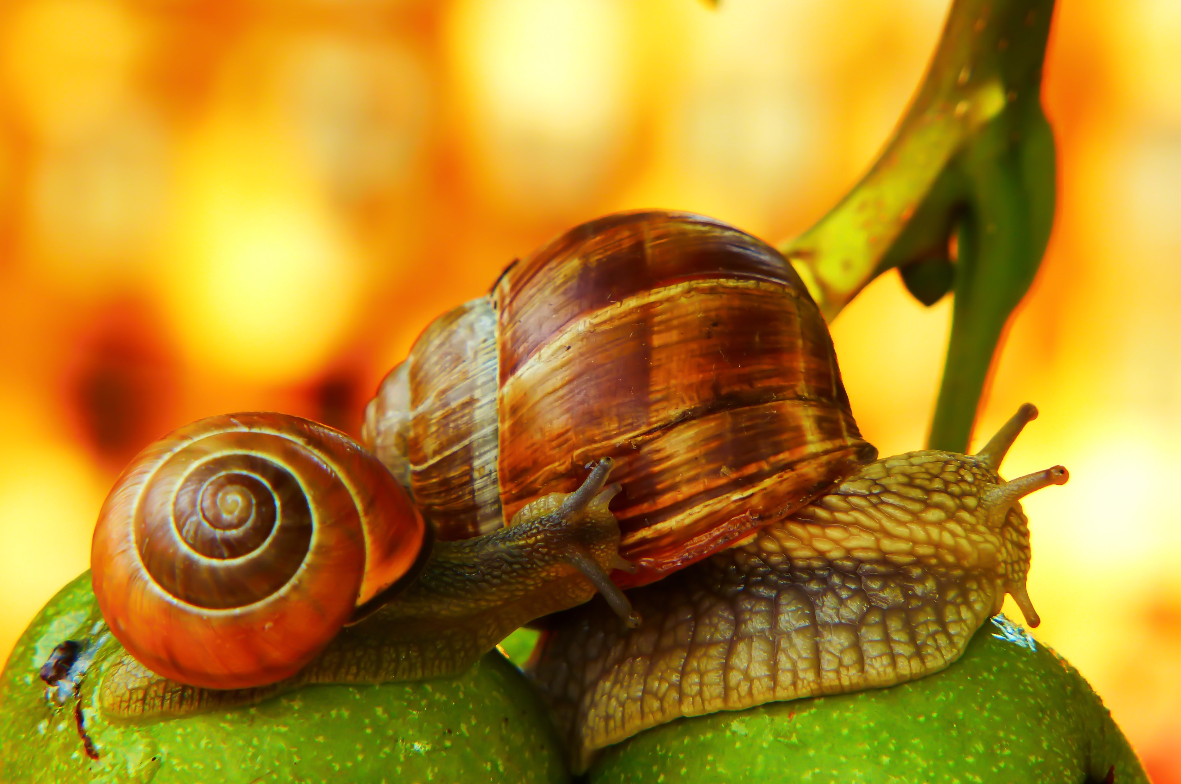 Two snails in the garden free image download