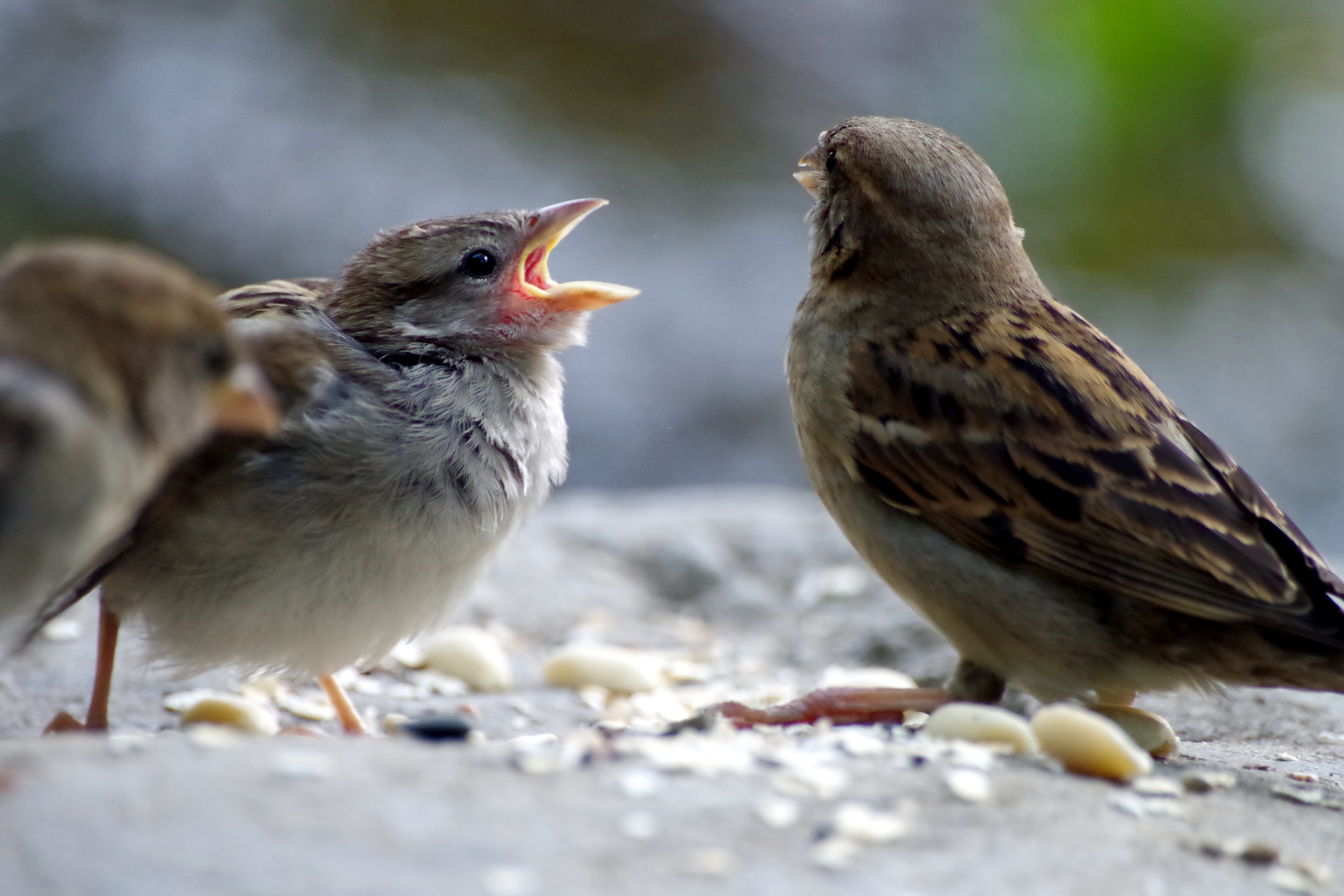Two Sperling Sparrow free image download