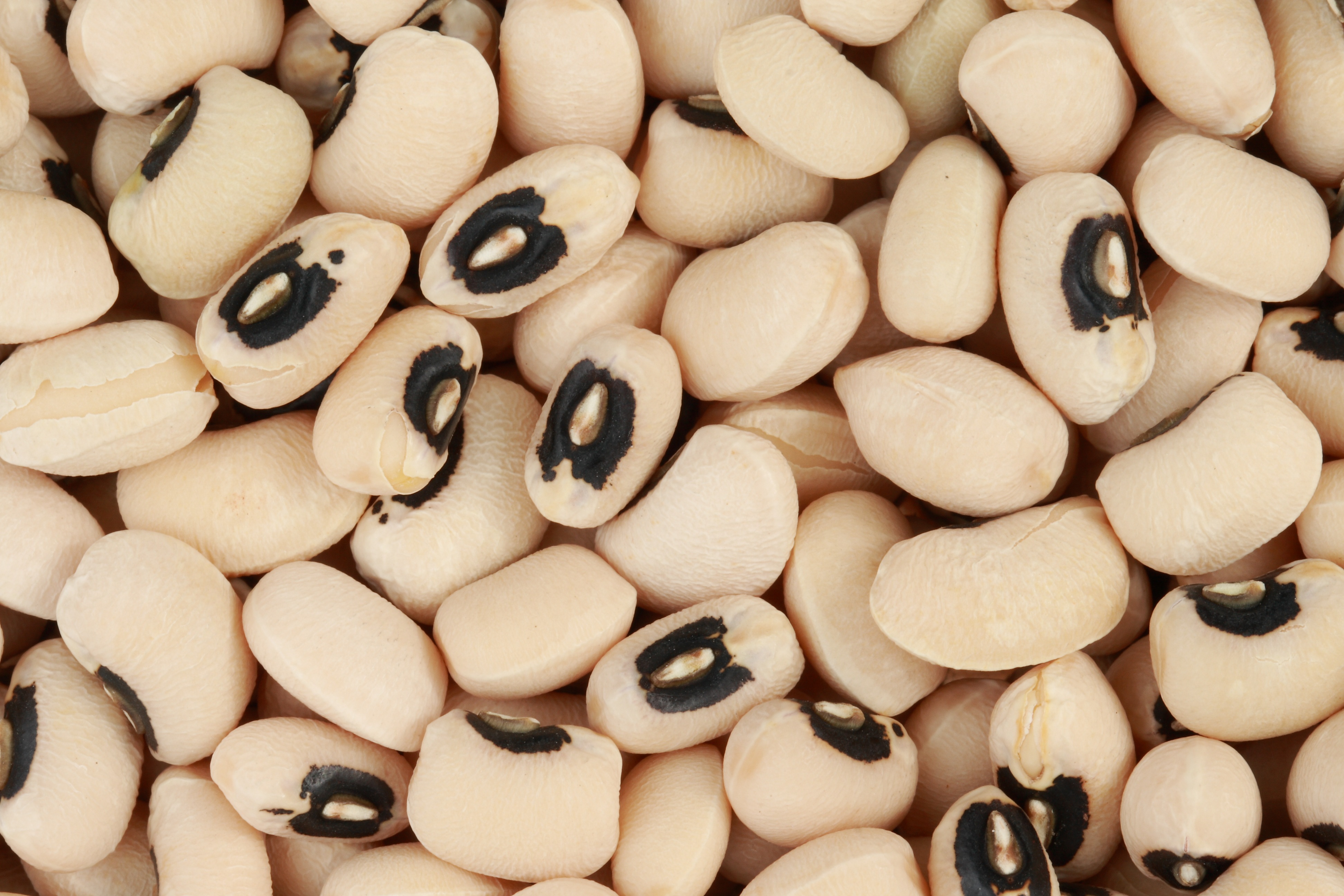Black eyed white beans harvest free image download