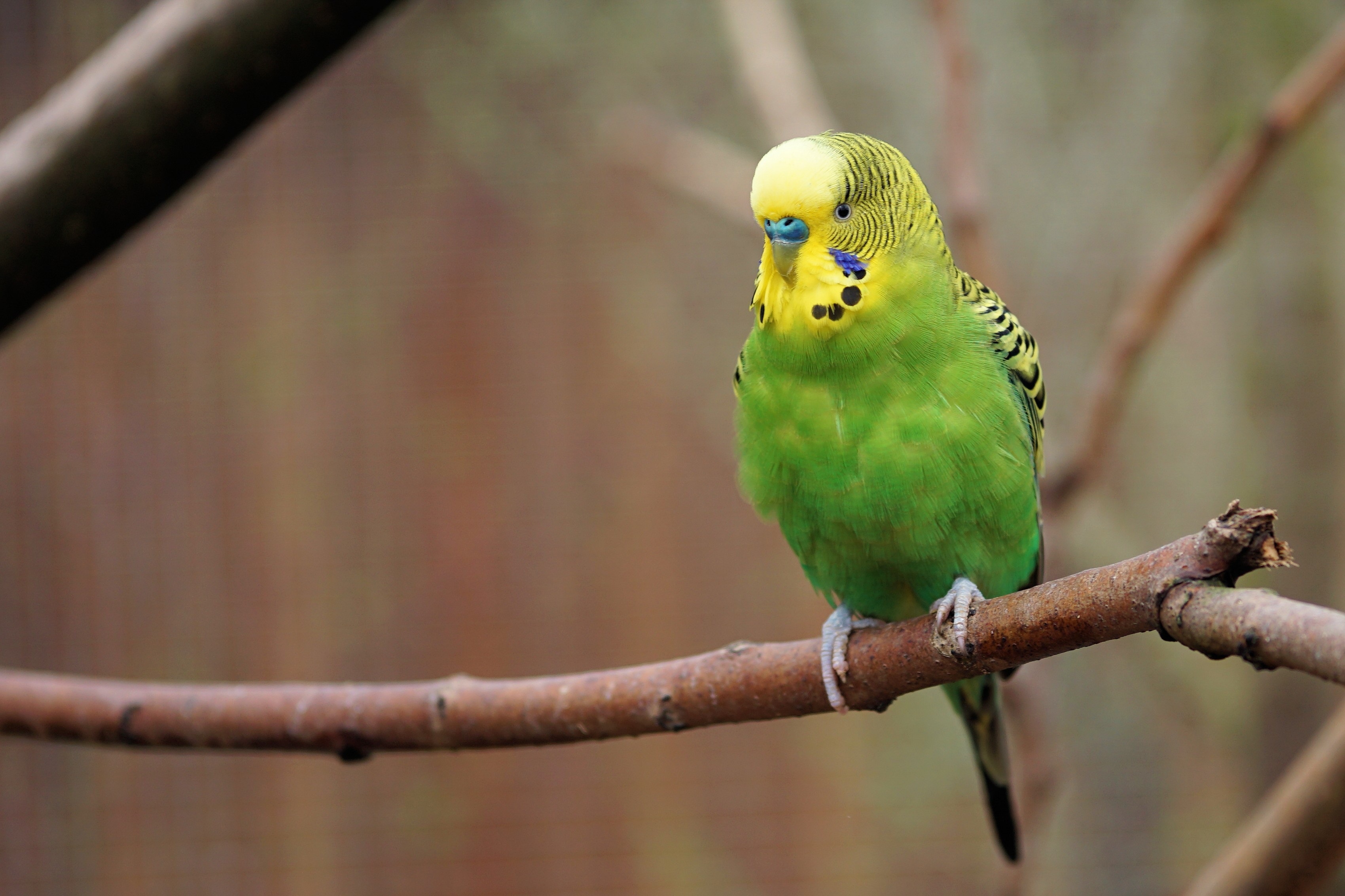 Green budgie on a tree branch free image download