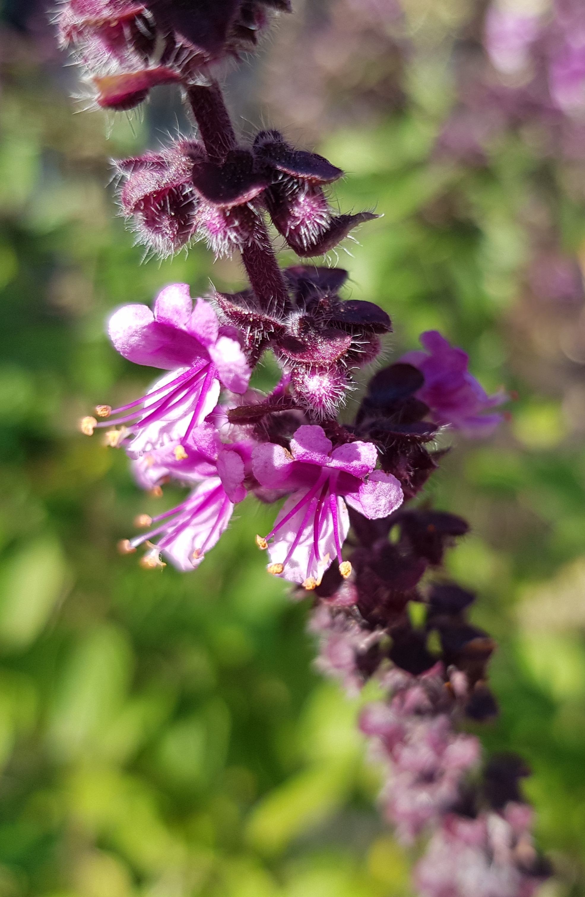 Purple basil flowers, macro free image download