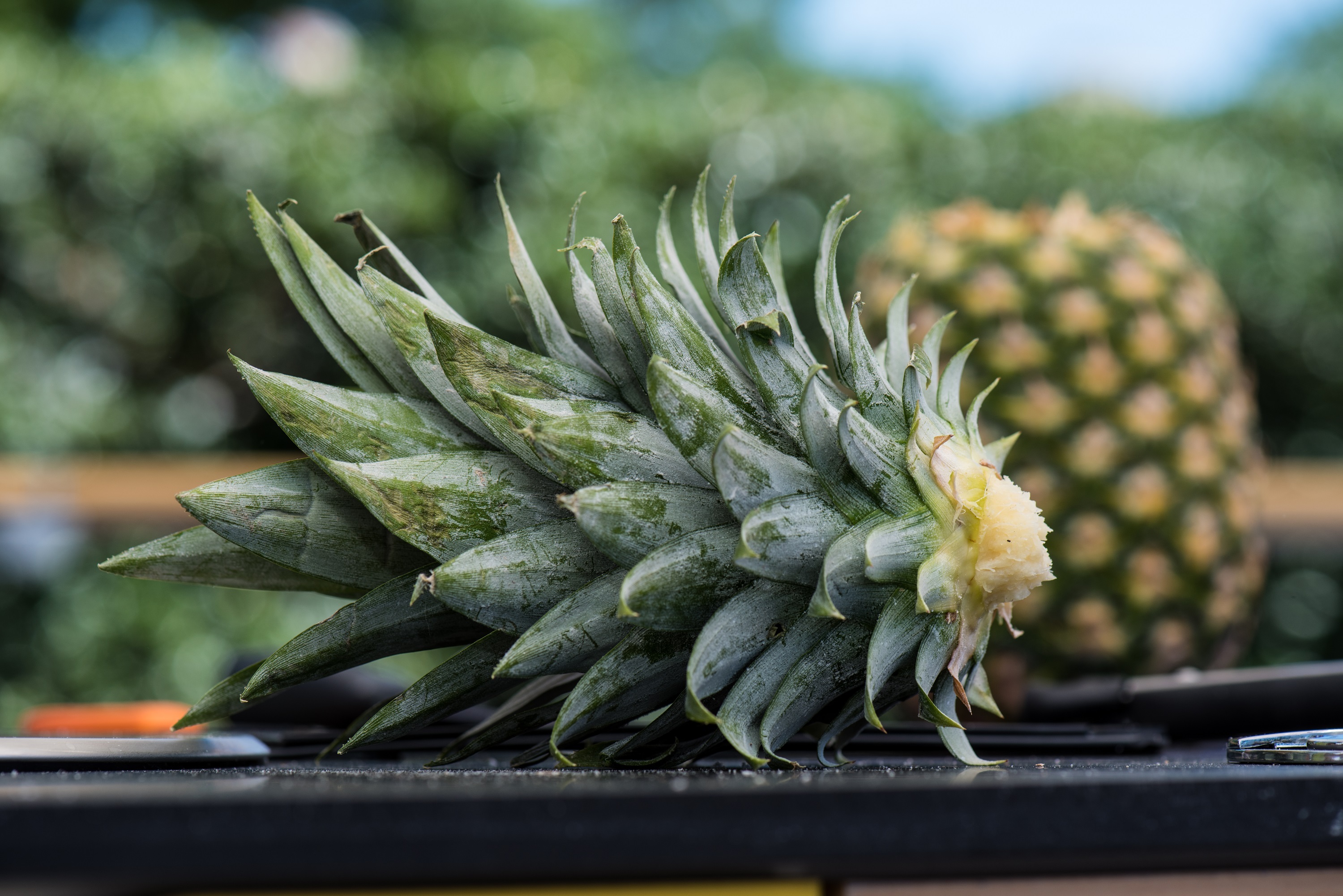 Pineapple crown close up free image download