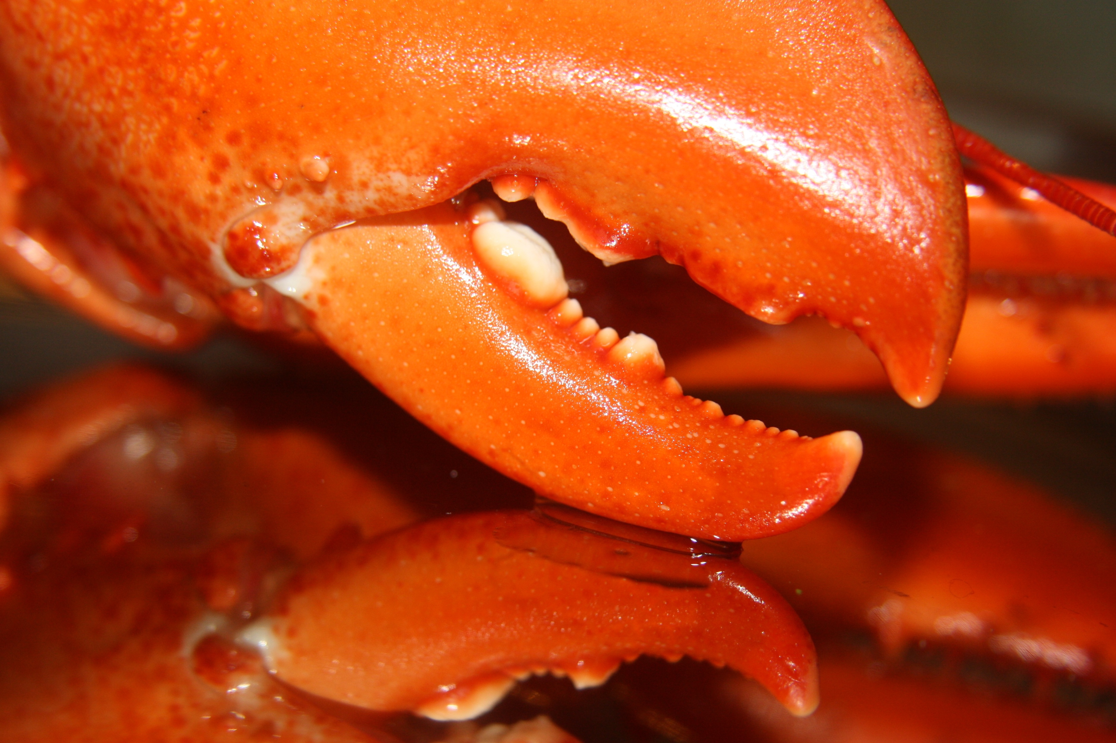 Seafood, Lobster claw close up free image download
