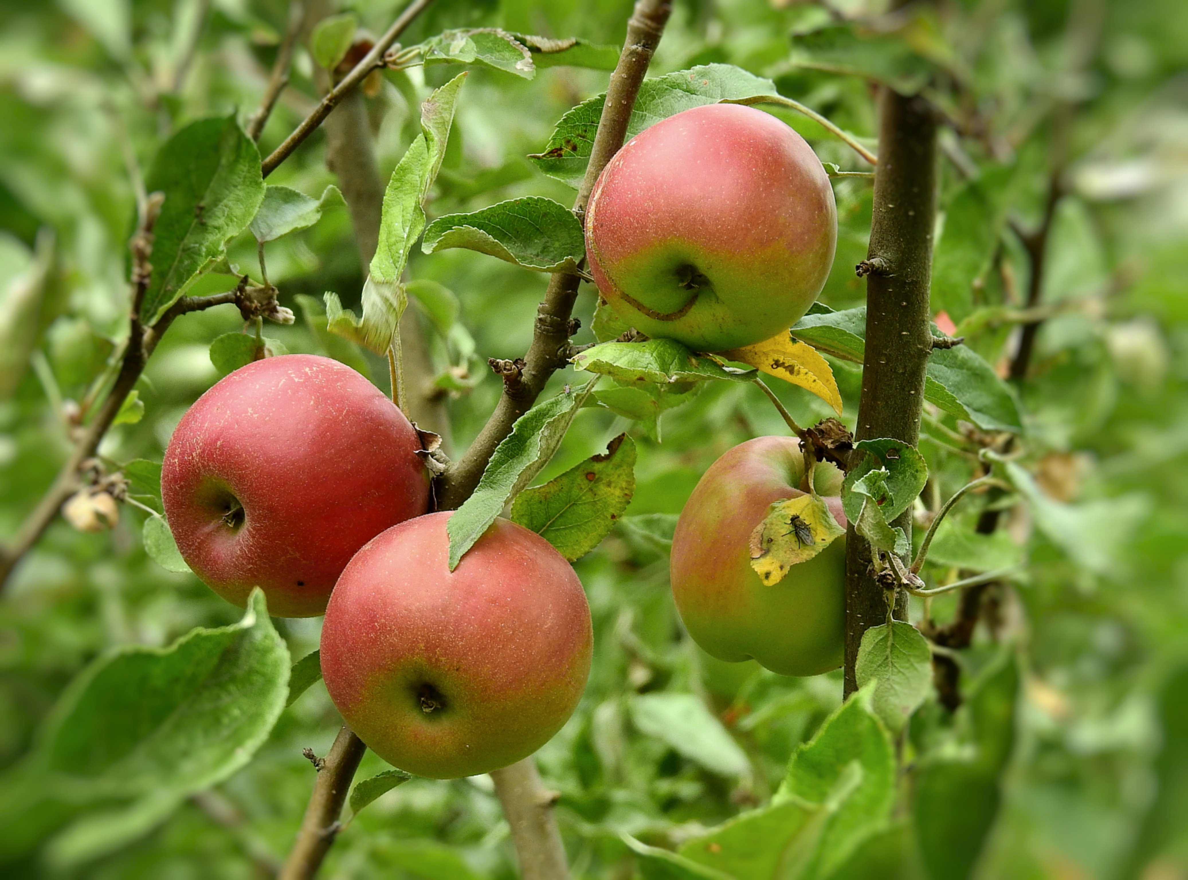 Red Apples Fruit tree free image download
