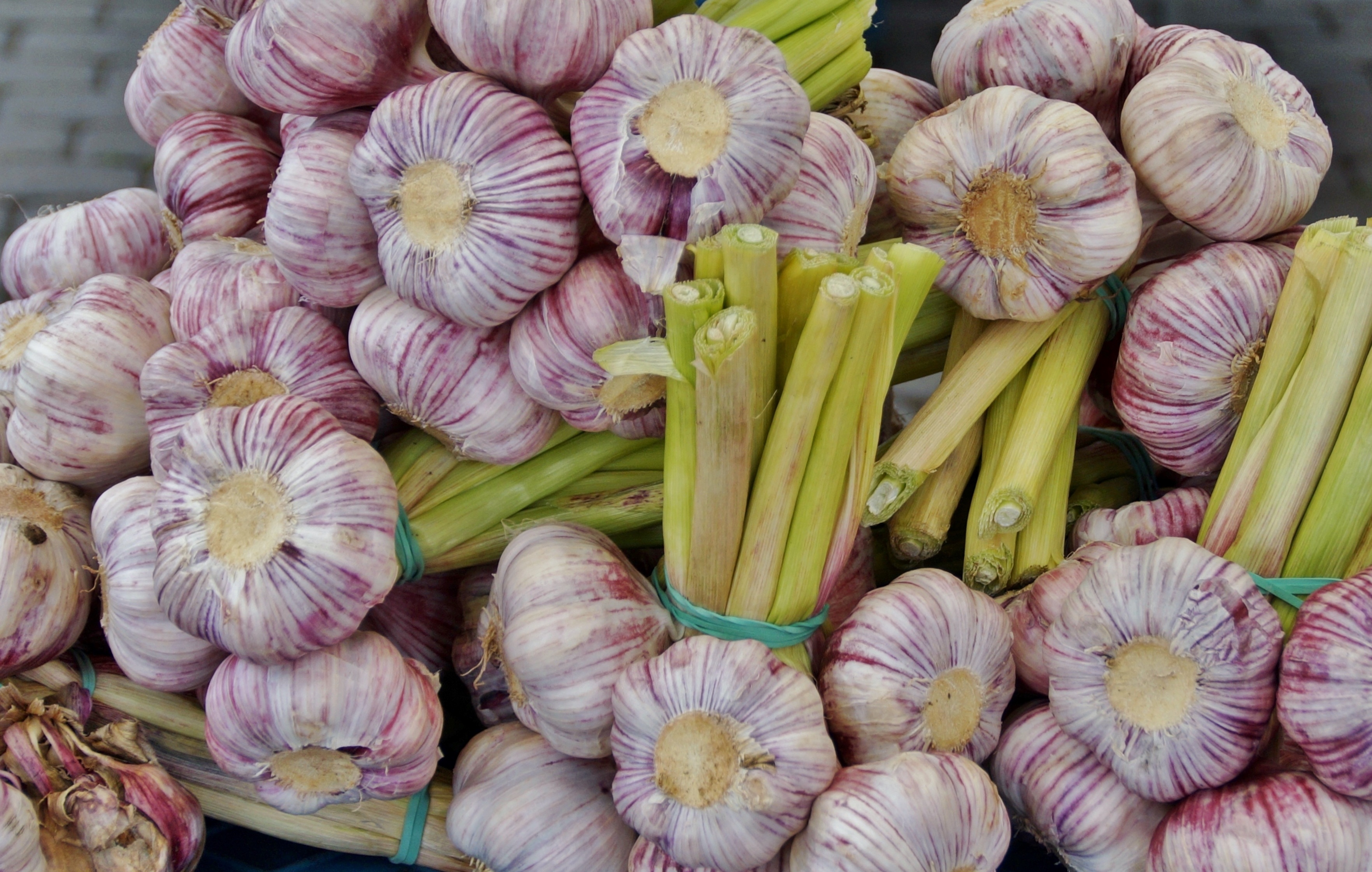 Garlic Fresh Young free image download