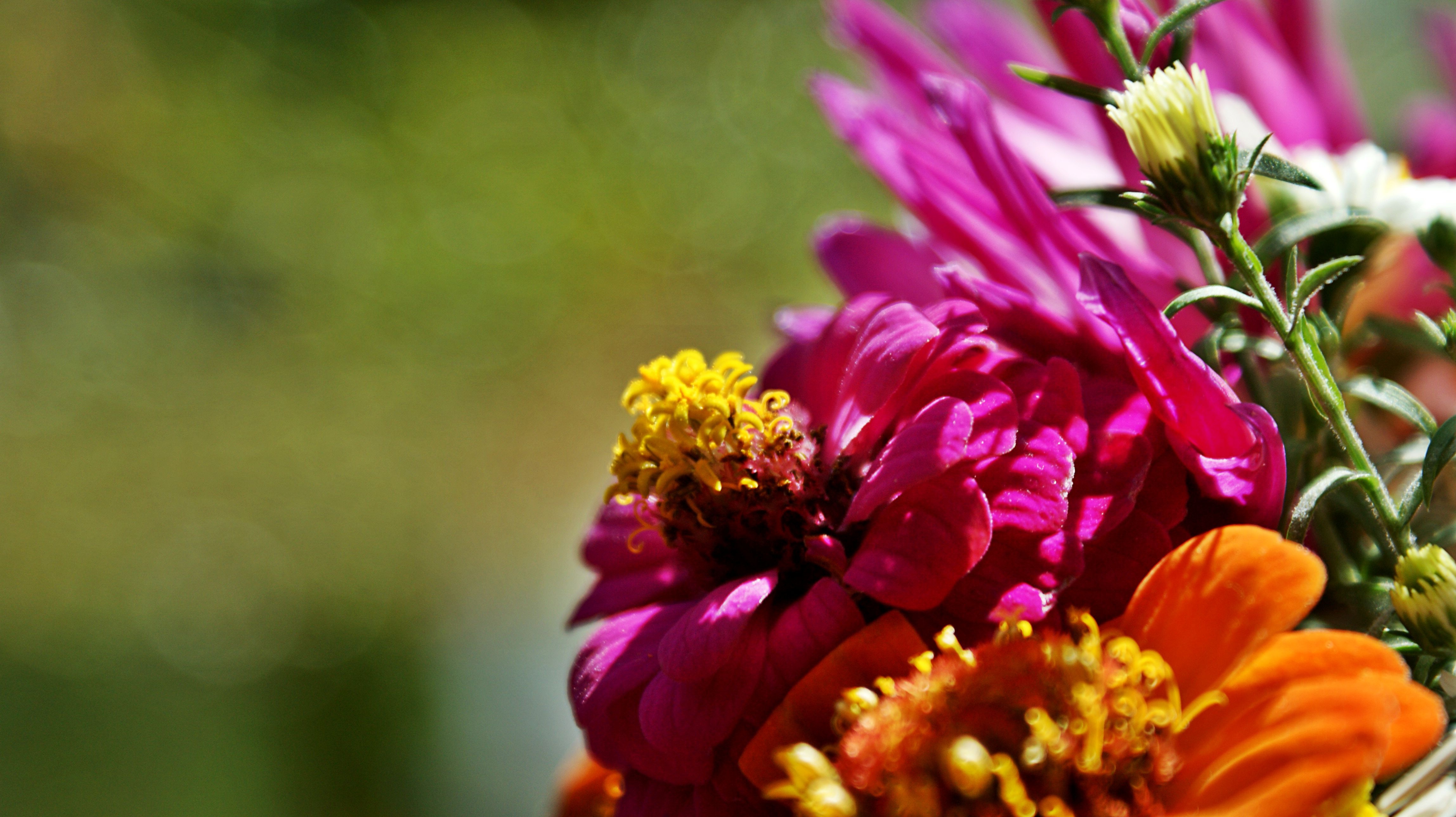 Zinnia Flowers Pink free image download