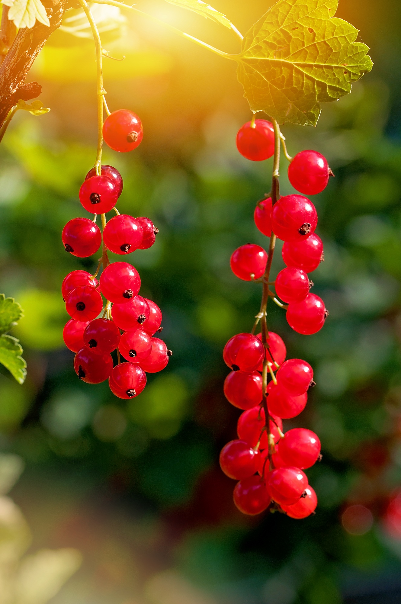 Red Currant Fruit Currants free image download