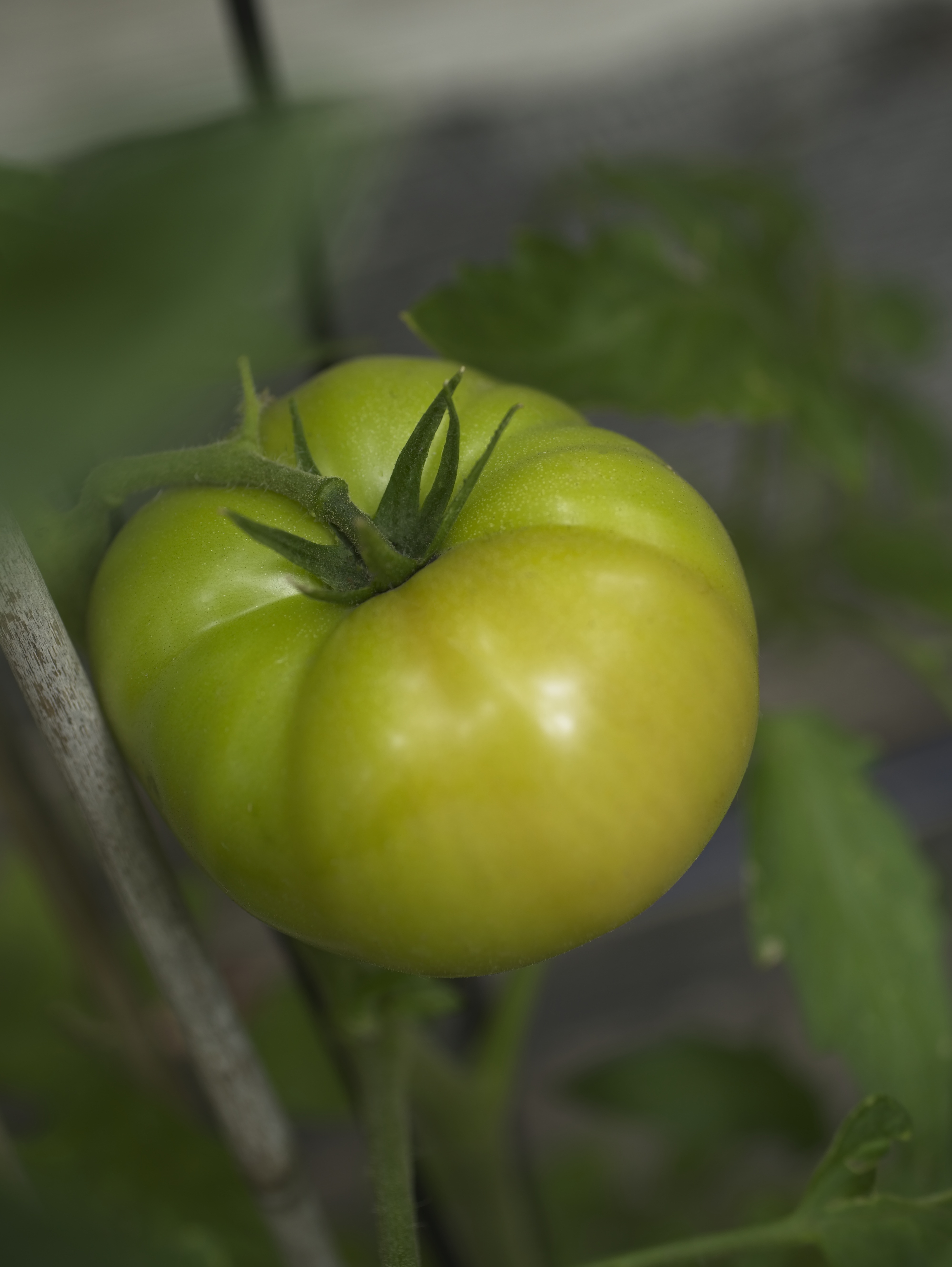 Tomato Fruit Fresh Food free image download
