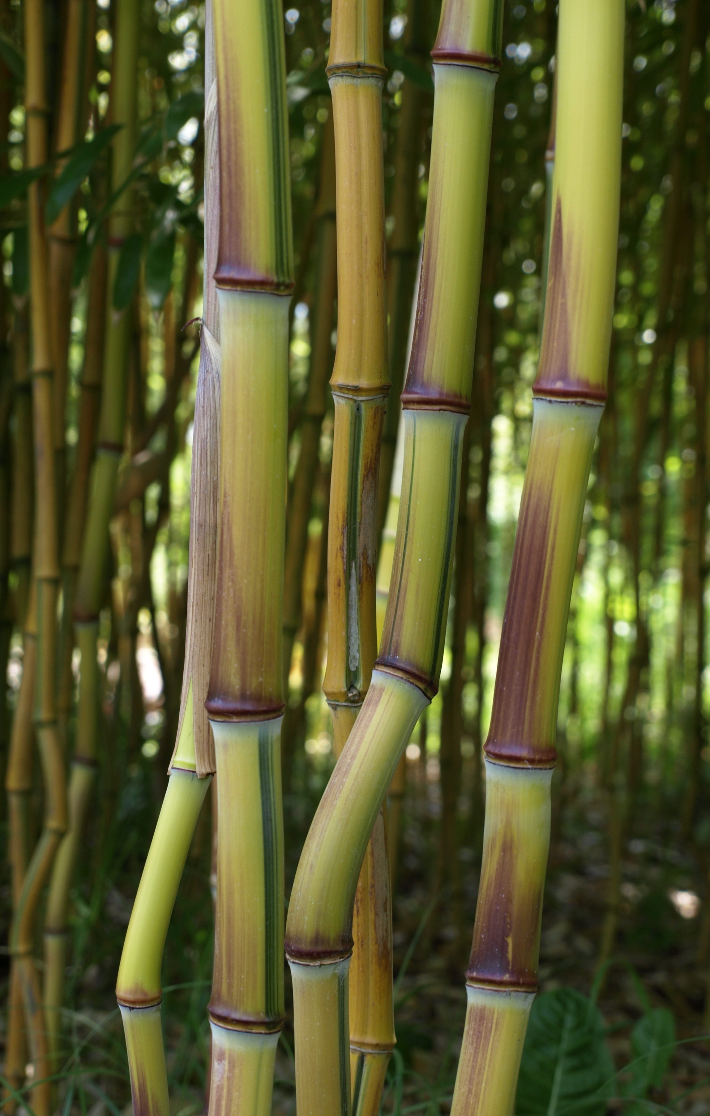 Bamboo Zen Plant free image download