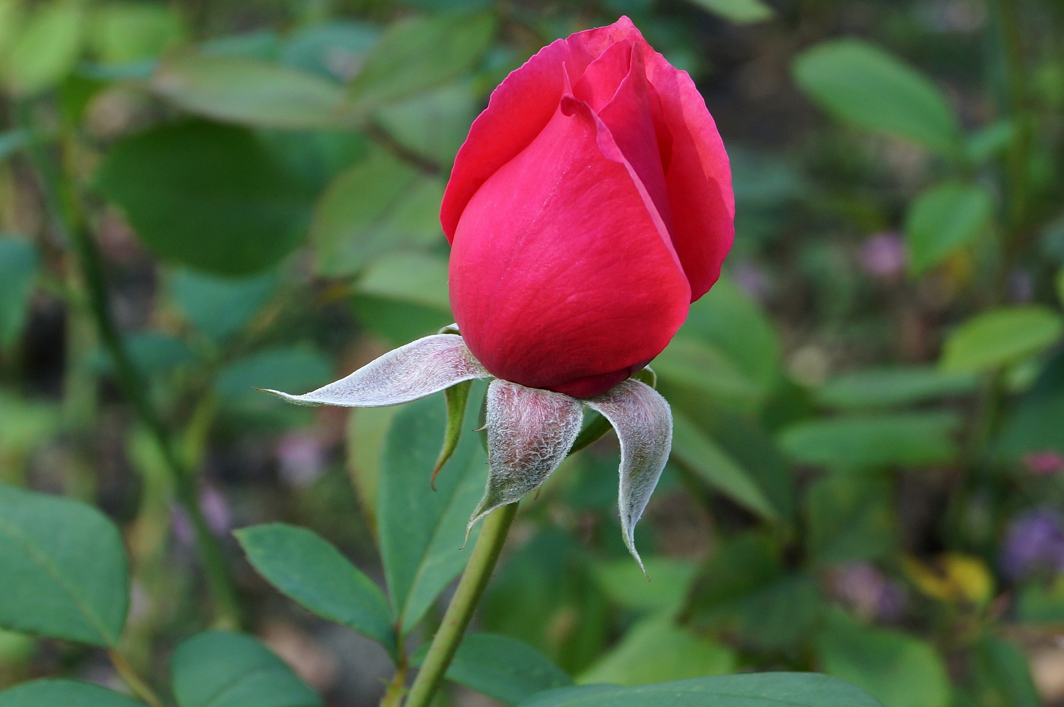 Plant Flower Nature free image download